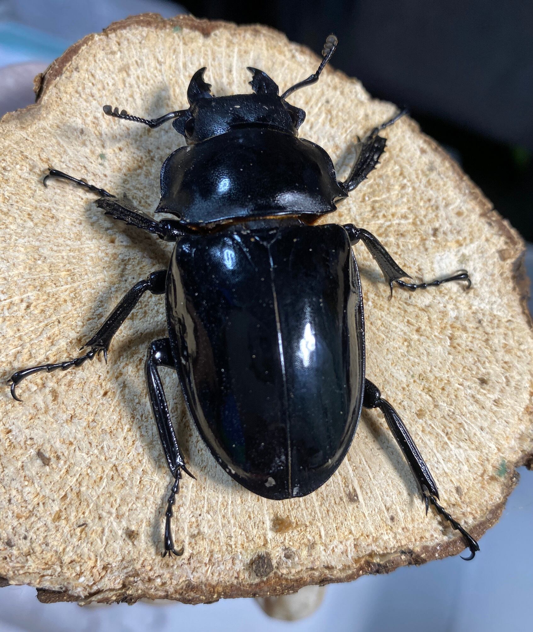 稀少】 インターメディアツヤクワガタ 長歯91mmUP | KUWAGATA-PANDA