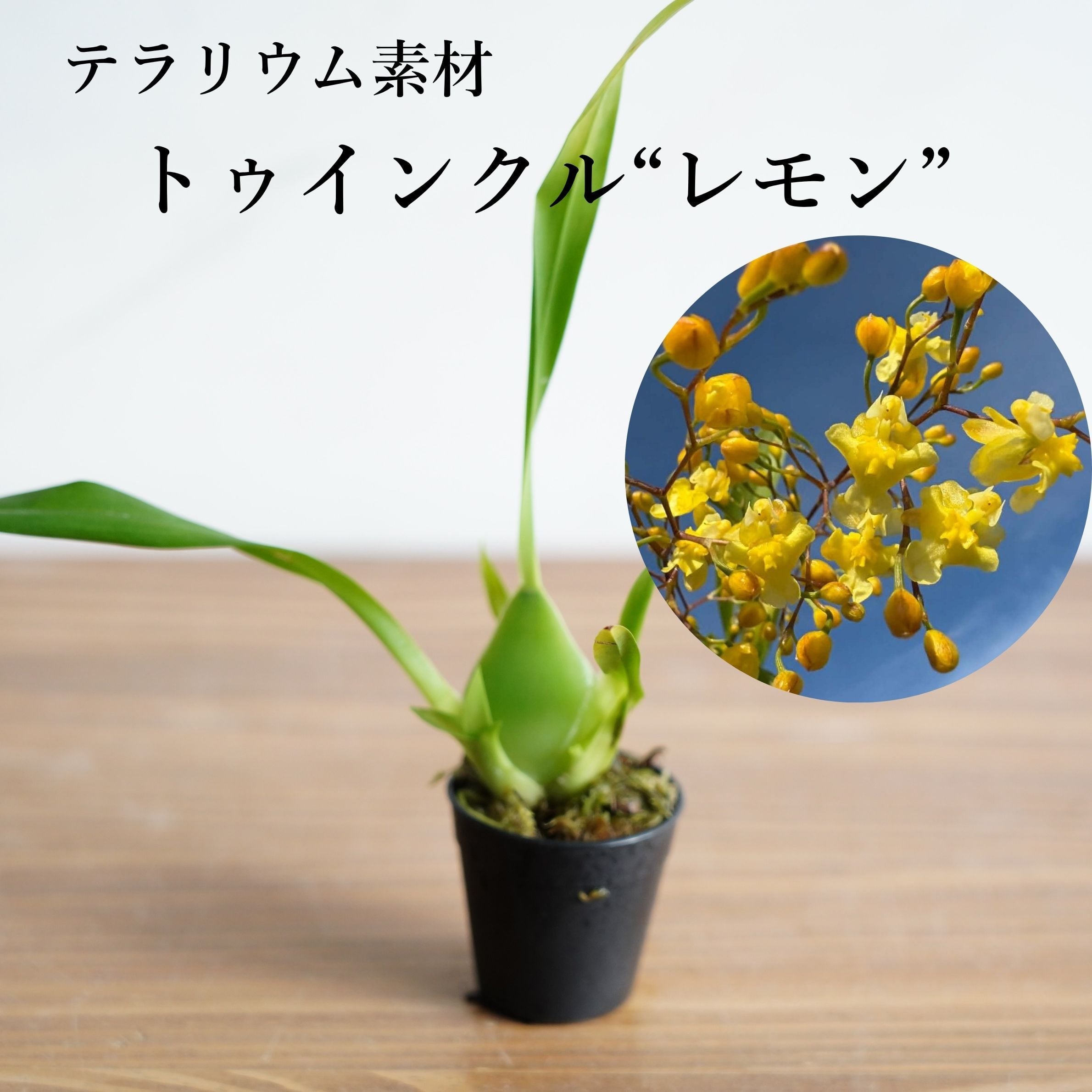 セラトスティリス“フィリピネンシス” Ceratostylis phillipinensis【着