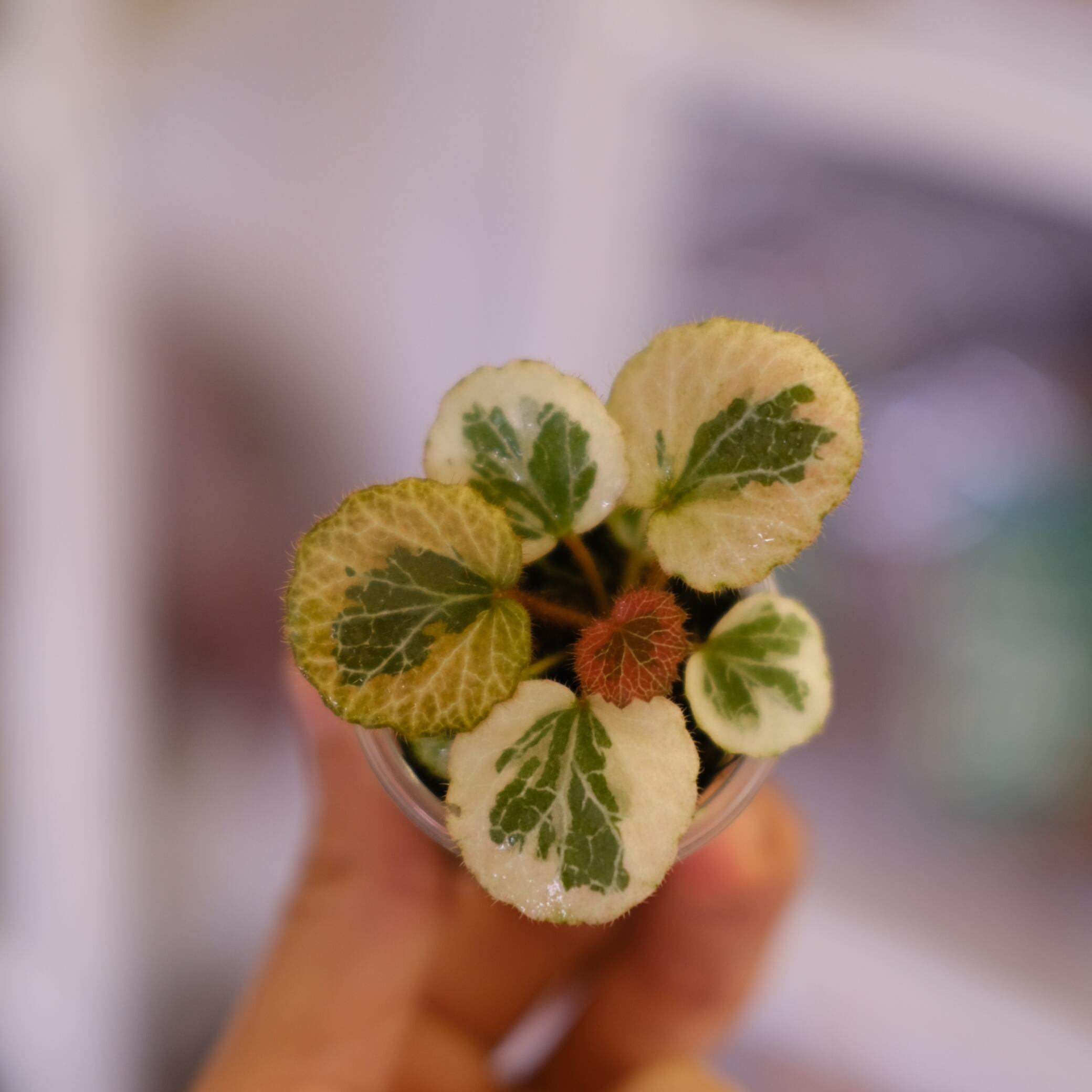 Saxifraga stolonifera Tricolor｜別名：ストロベリー ベゴニア｜観葉