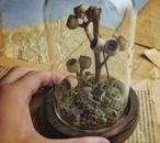 アンバーナッツと小さな集落