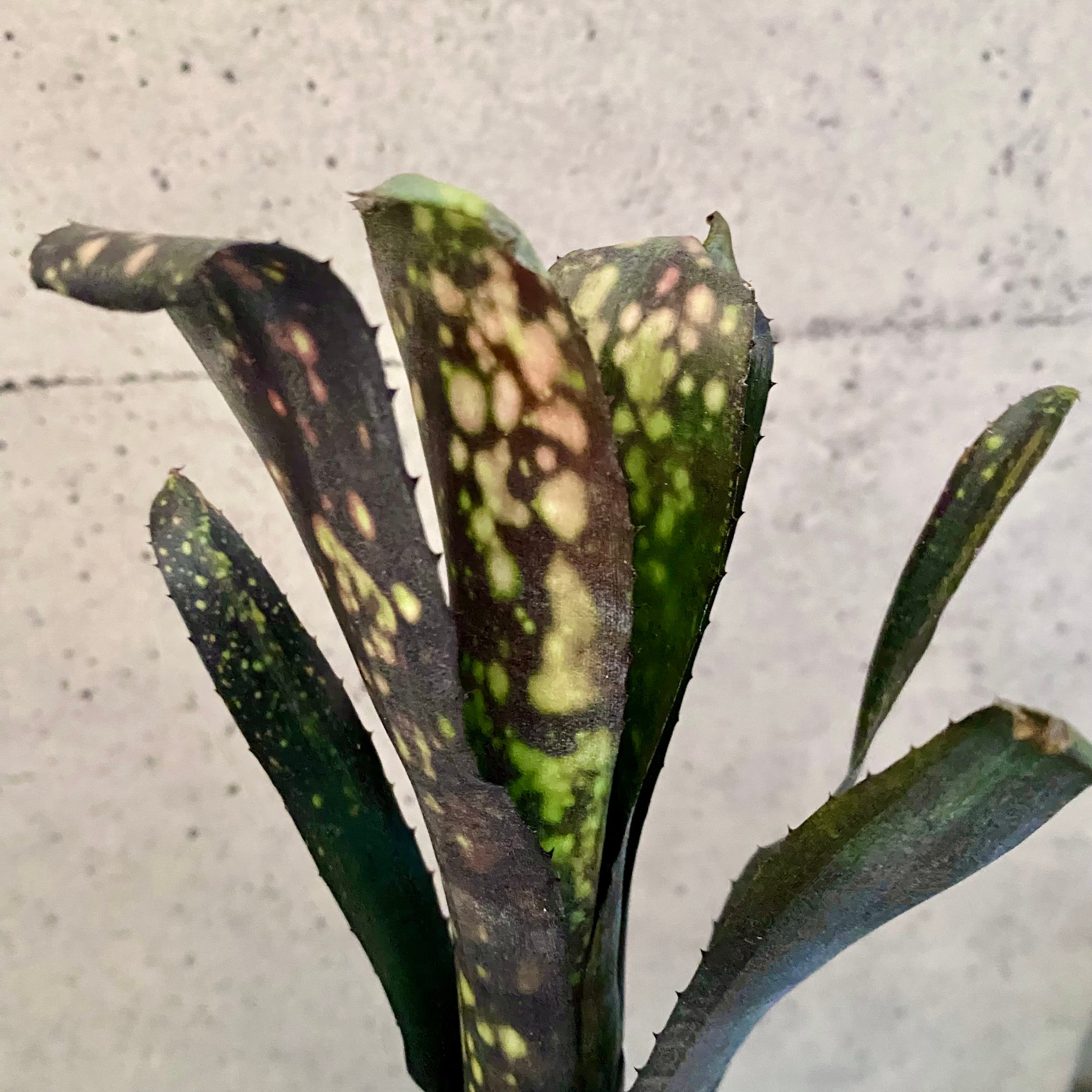 タンクブロメリア ビルベルギア 『Black Pearl』 | Planet Plants