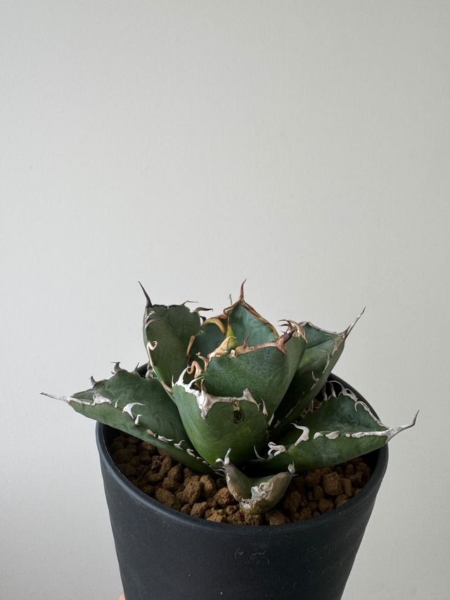 【新着】Agave titanota 白鯨 【初心者でも育てやすい間違えないアガベ】