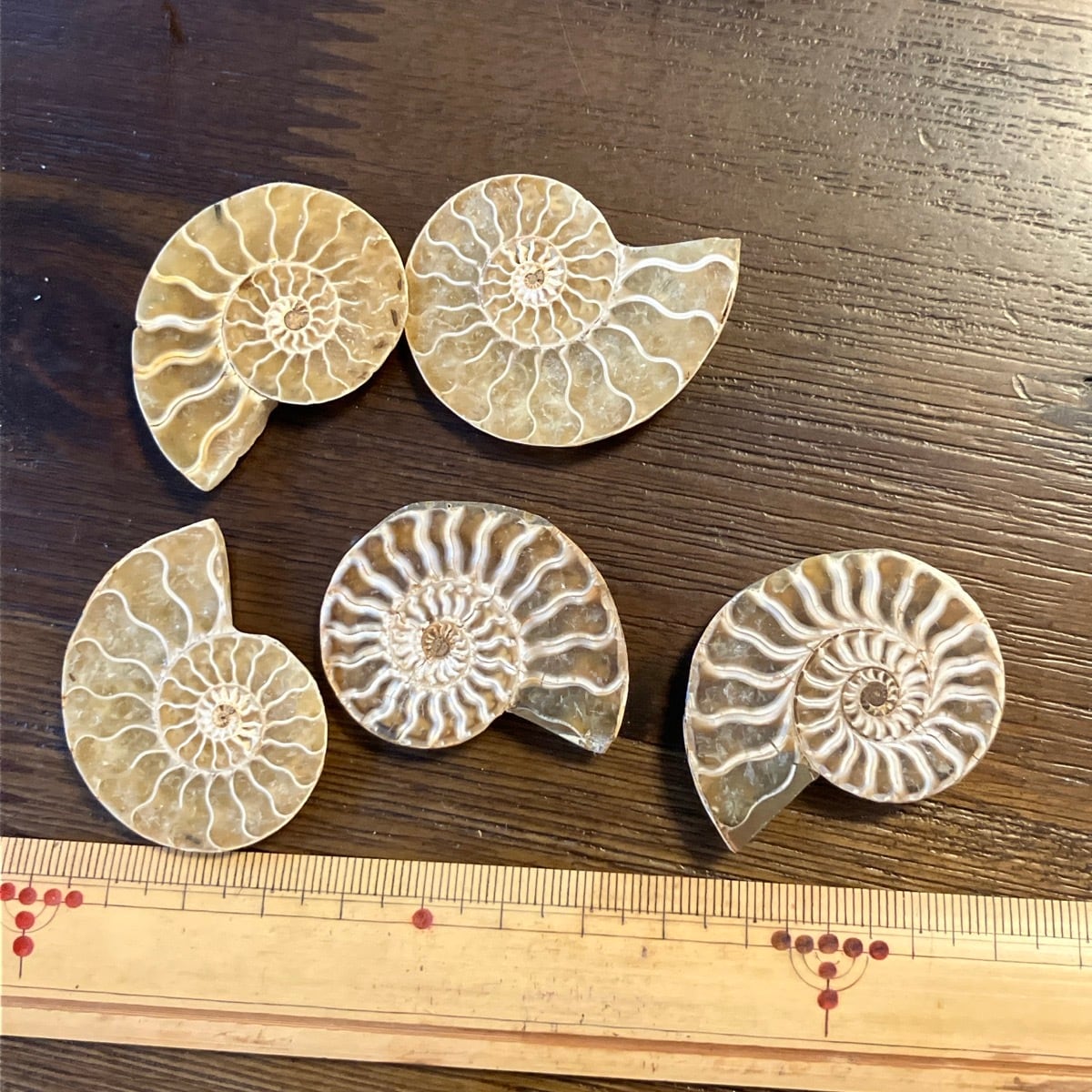 ウミユリ茎の化石 | きらら舎 Online Shop