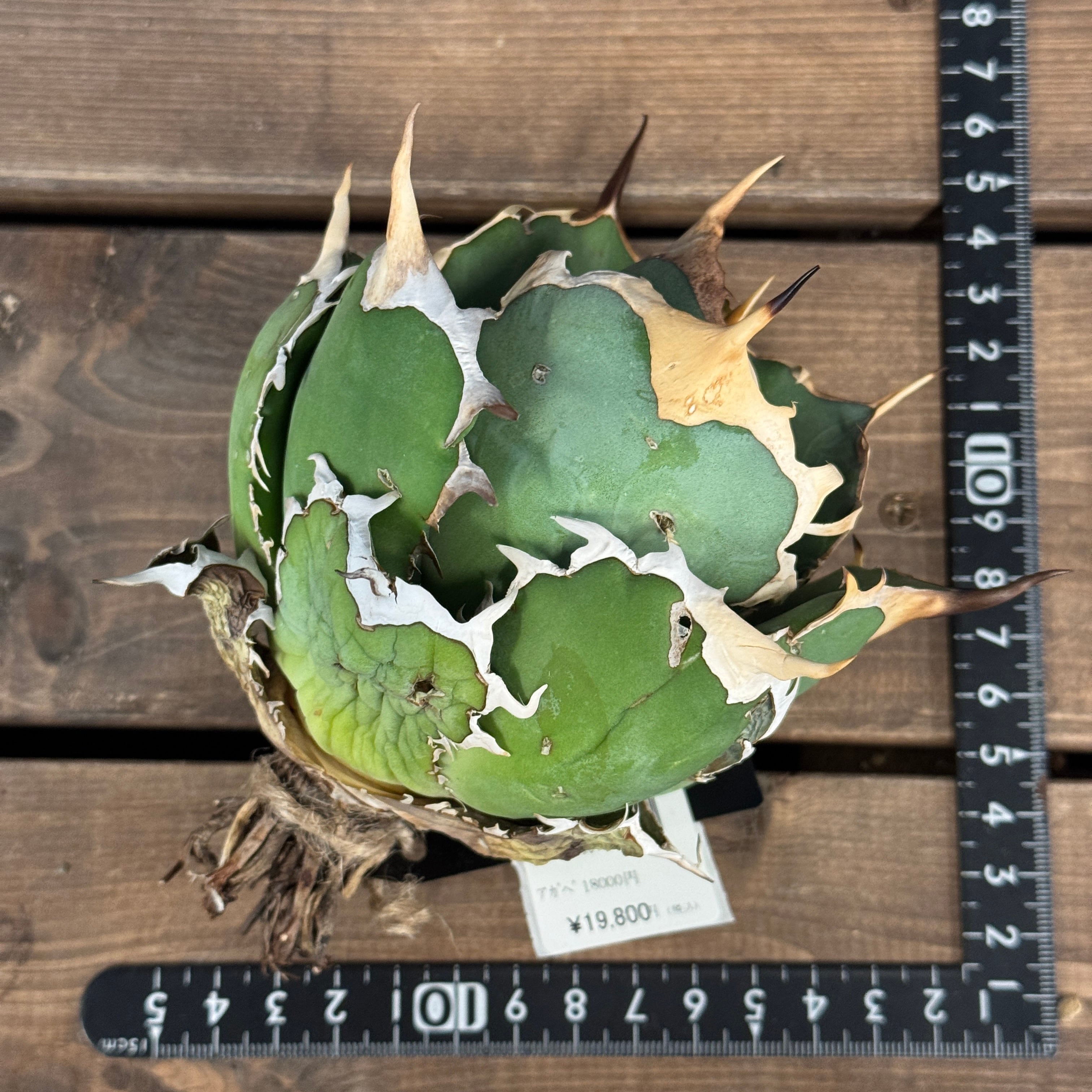 アガベ チタノタ ドラゴンクロー【264】 | PROTOLEAF プロトリーフ