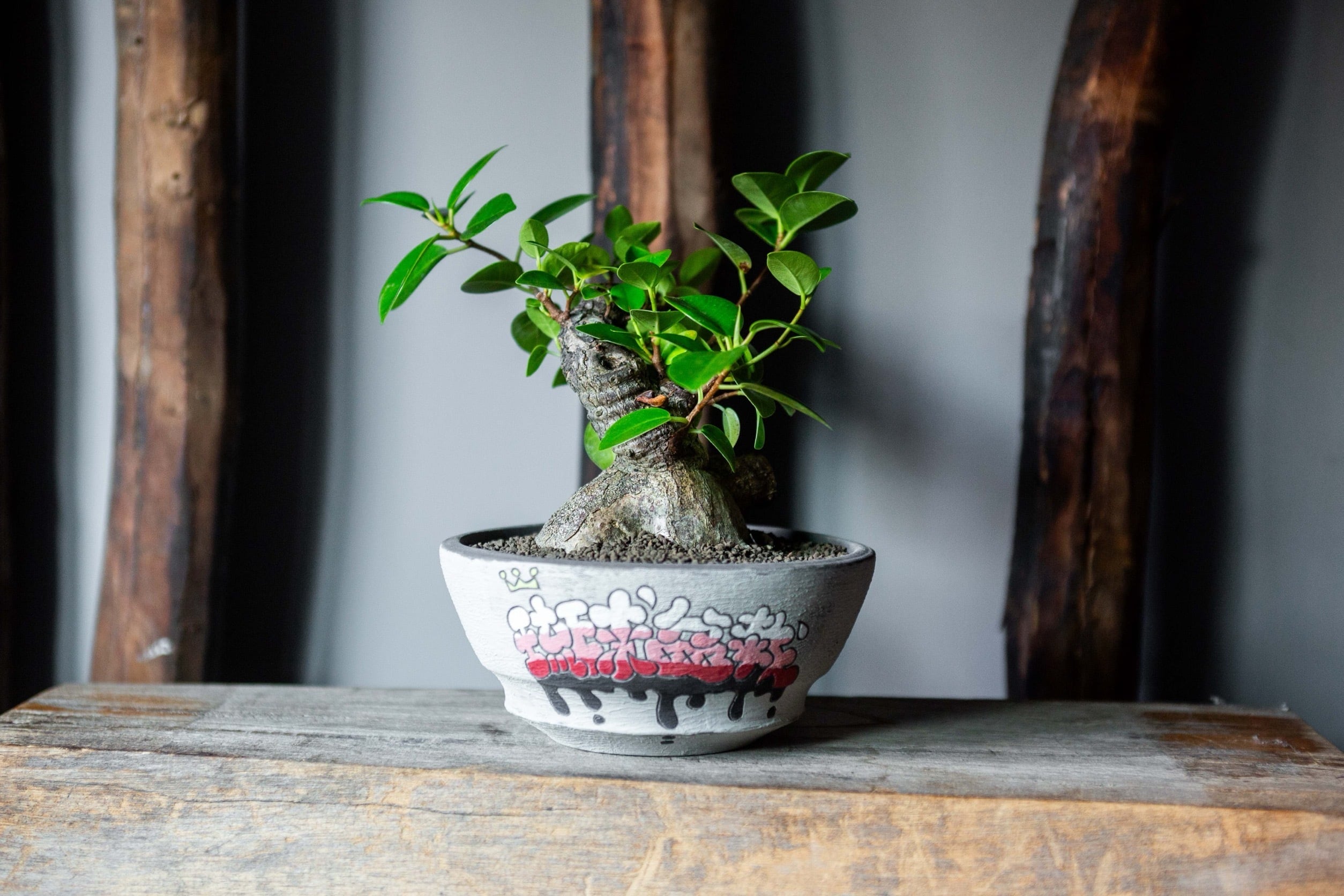 Ficus microcarpa × 阿萬 特注グラフィティ鉢【ガジュマル盆栽】