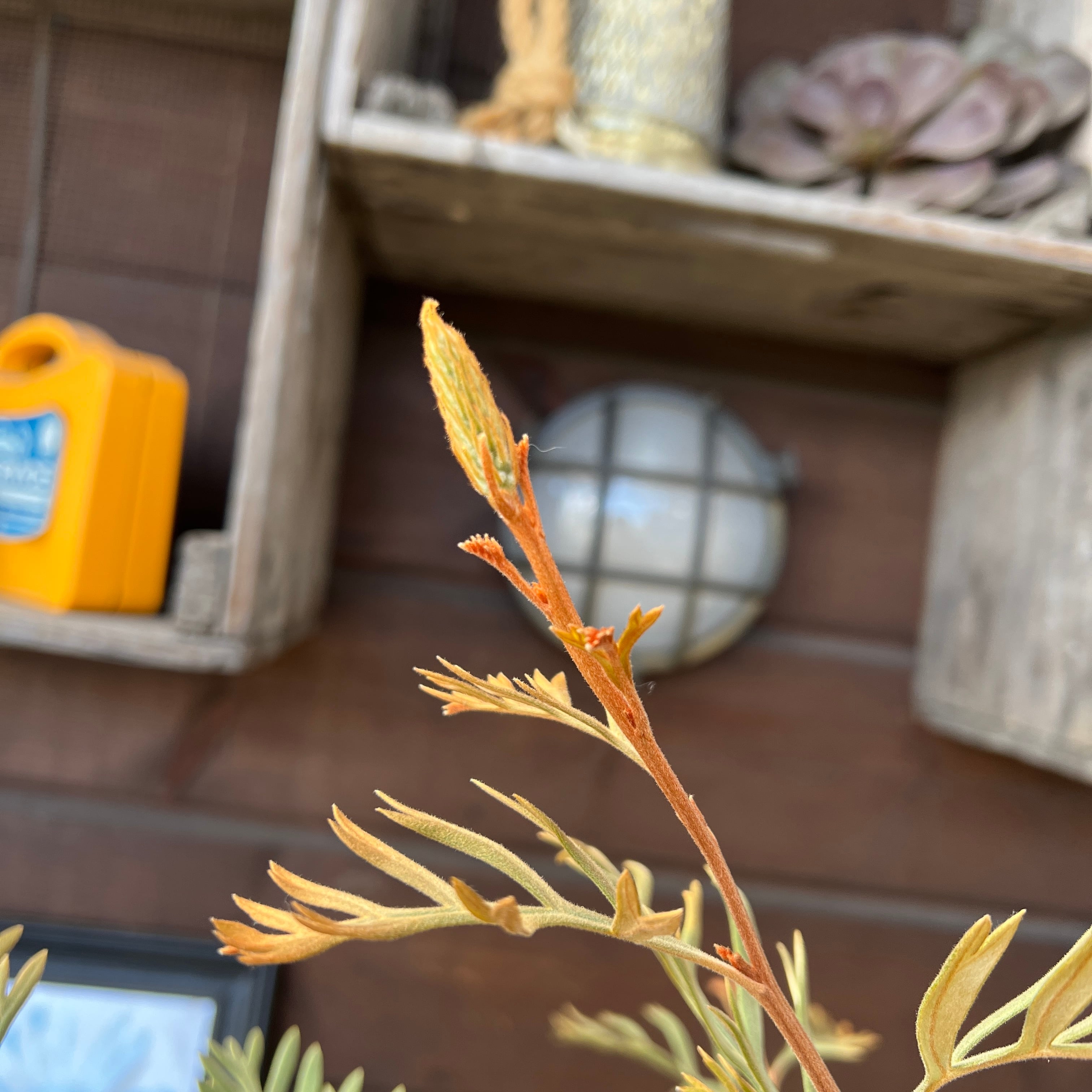 グレビレア ドーンパープル① | 沼ノ上農園