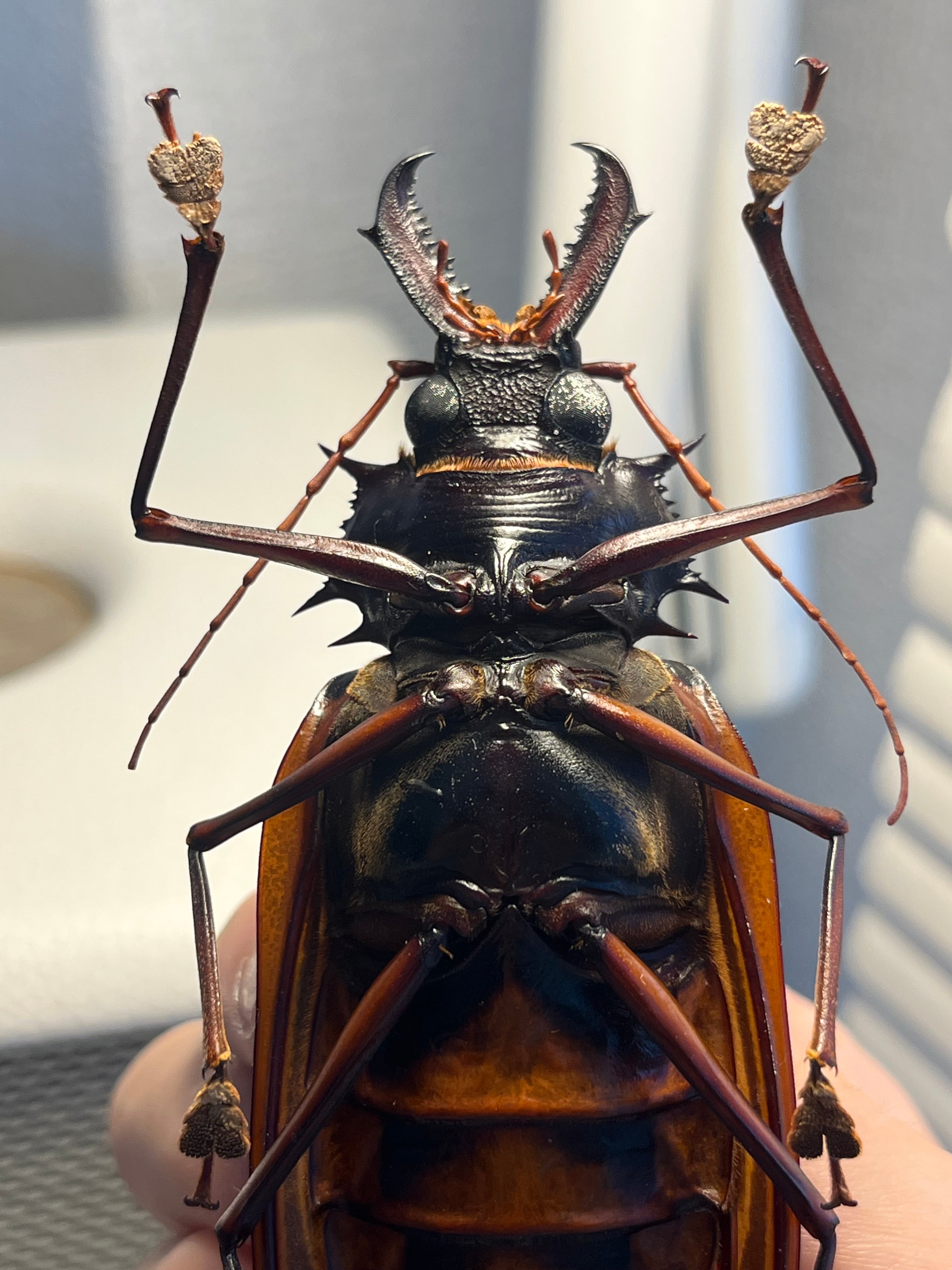 106mm♀】オオキバウスバカミキリ標本 Macrodontia cervicornis昆虫