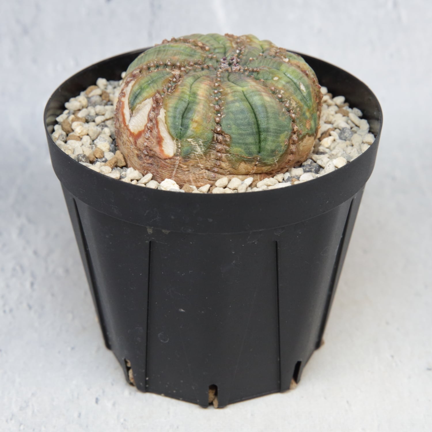 超扁平 木質化 モンスト 捻じれ オベサ / ユーフォルビア | LIGHTHOUSE