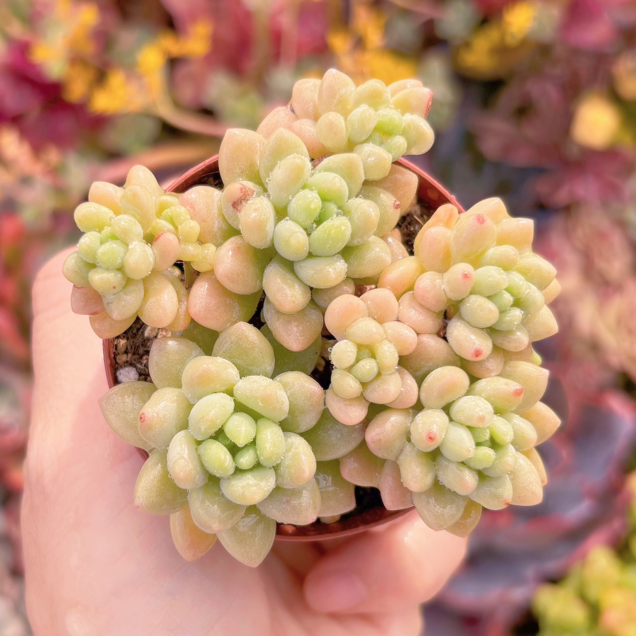 現品　ロココ#2002　るる農園