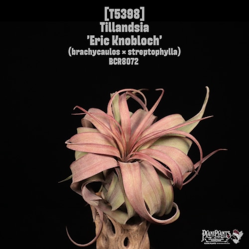【送料無料】'Eric Knobloch'〔エアプランツ〕現品発送T5398