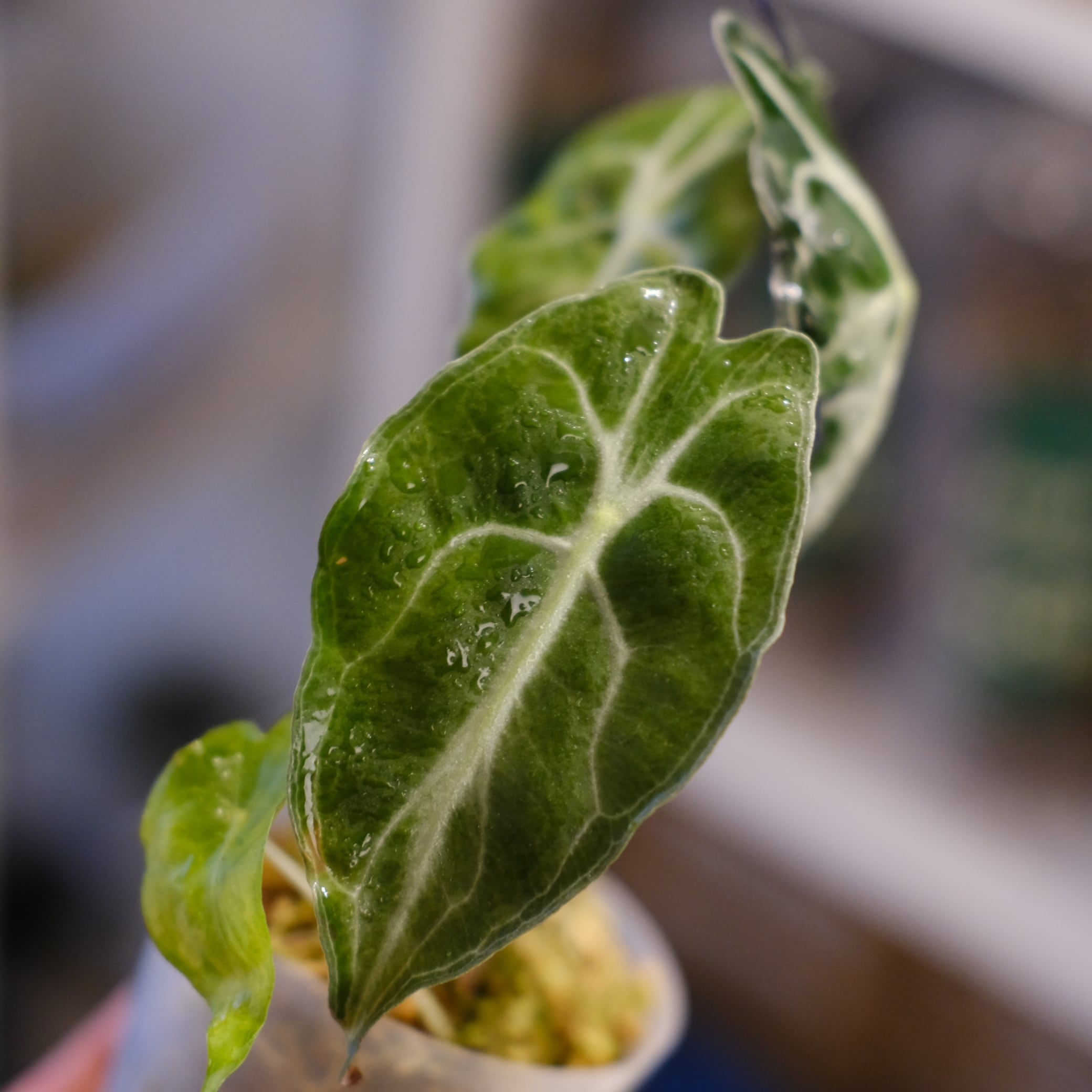 Alocasia 'Venom'│アロカシア・ヴェノム③│観葉植物 | tokyoplants