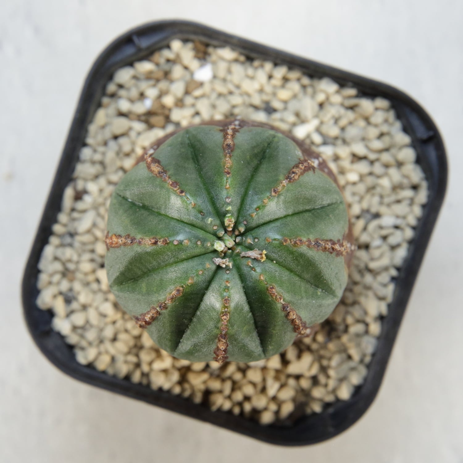 美模様 木質化 オベサ / ユーフォルビア | LIGHTHOUSE.PLANTS - 海外