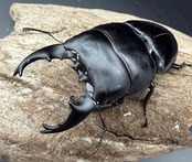 【WD】《アルキデスヒラタ アチェ産 80.5mm（胸幅33mm） ペア》