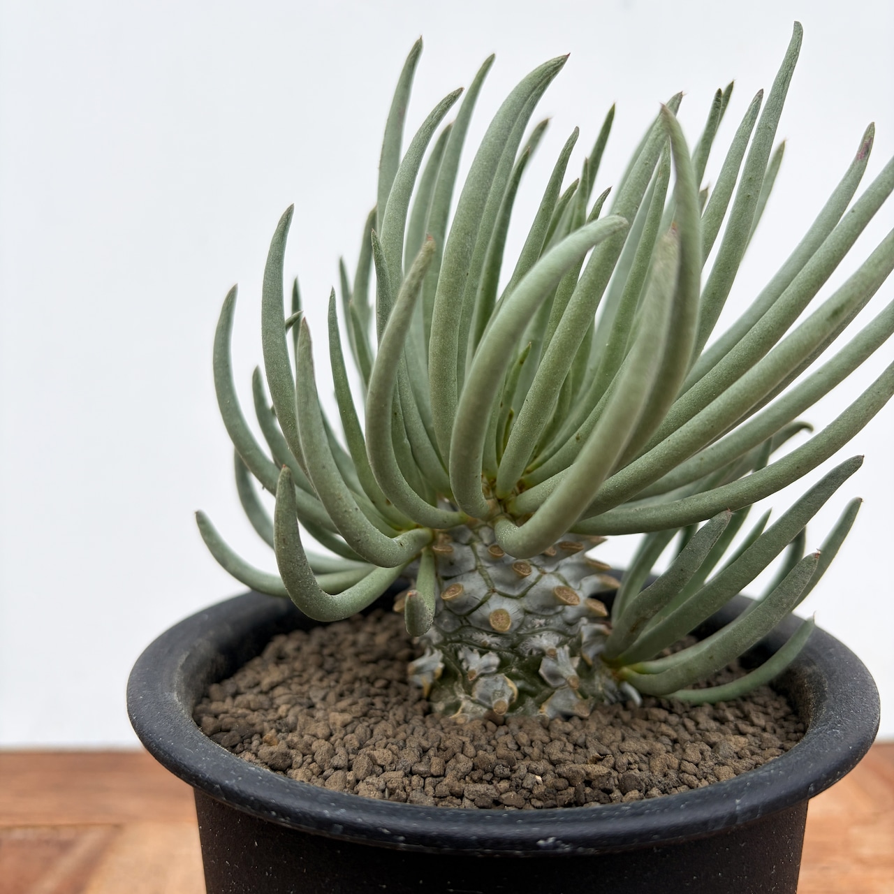 Tyrecodon cacalioides 【チレコドン・カカリオイデス・鐘鬼】