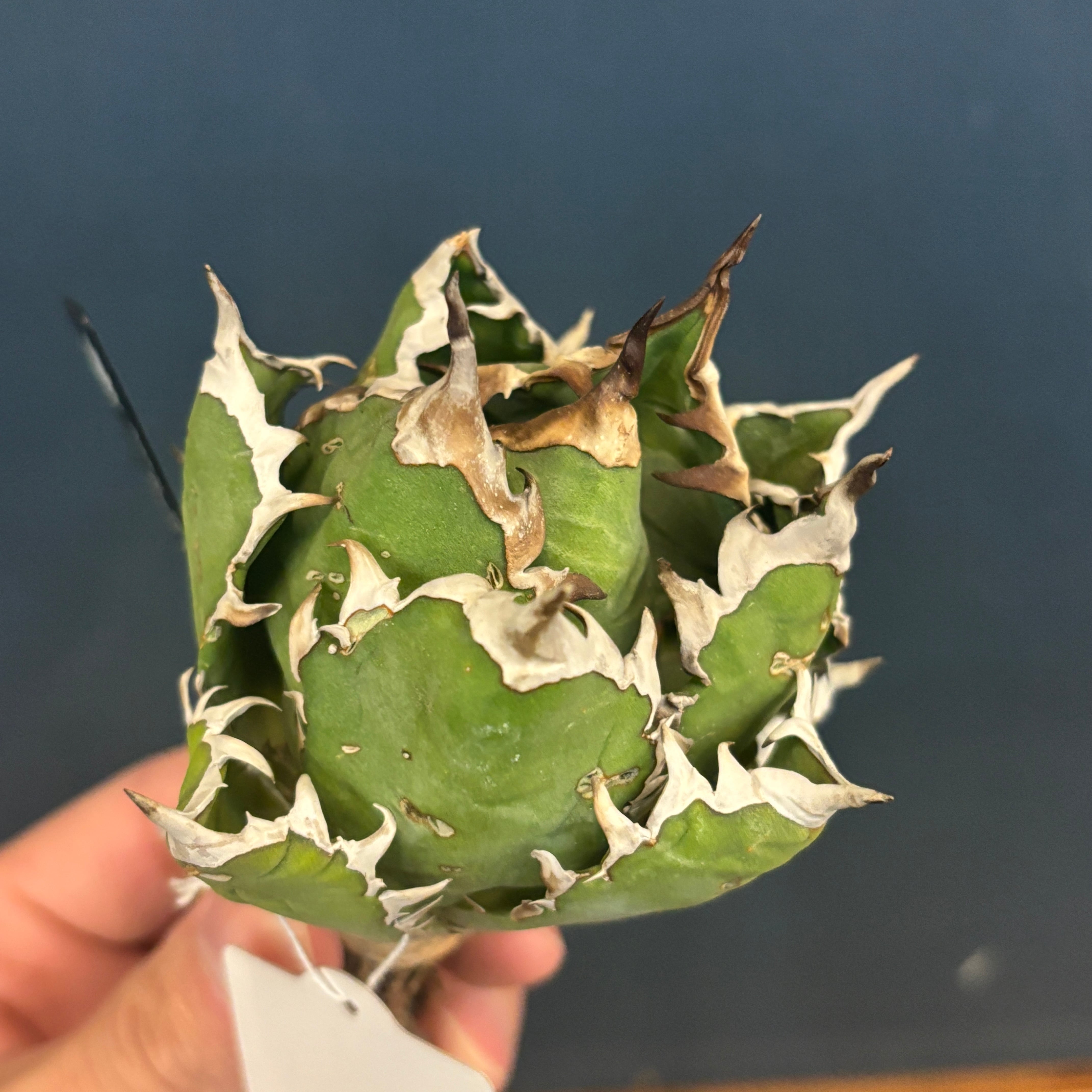 現品】2026年 CHAMさんアガベ イラン株福袋 30,000円 | PROTOLEAF