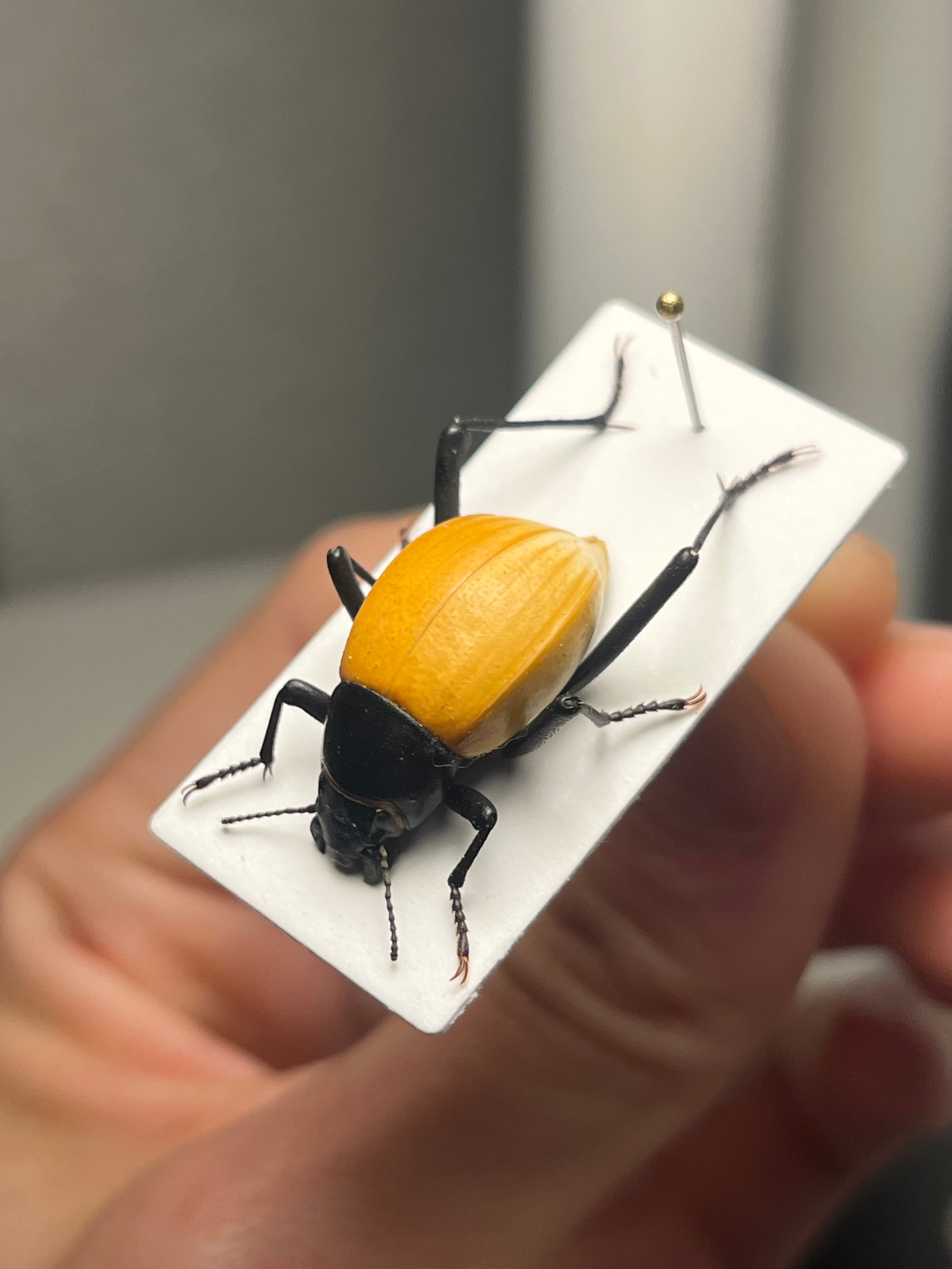 キリアツメゴミムシダマシ 橙 標本 キリアツメゴミムシダマシ