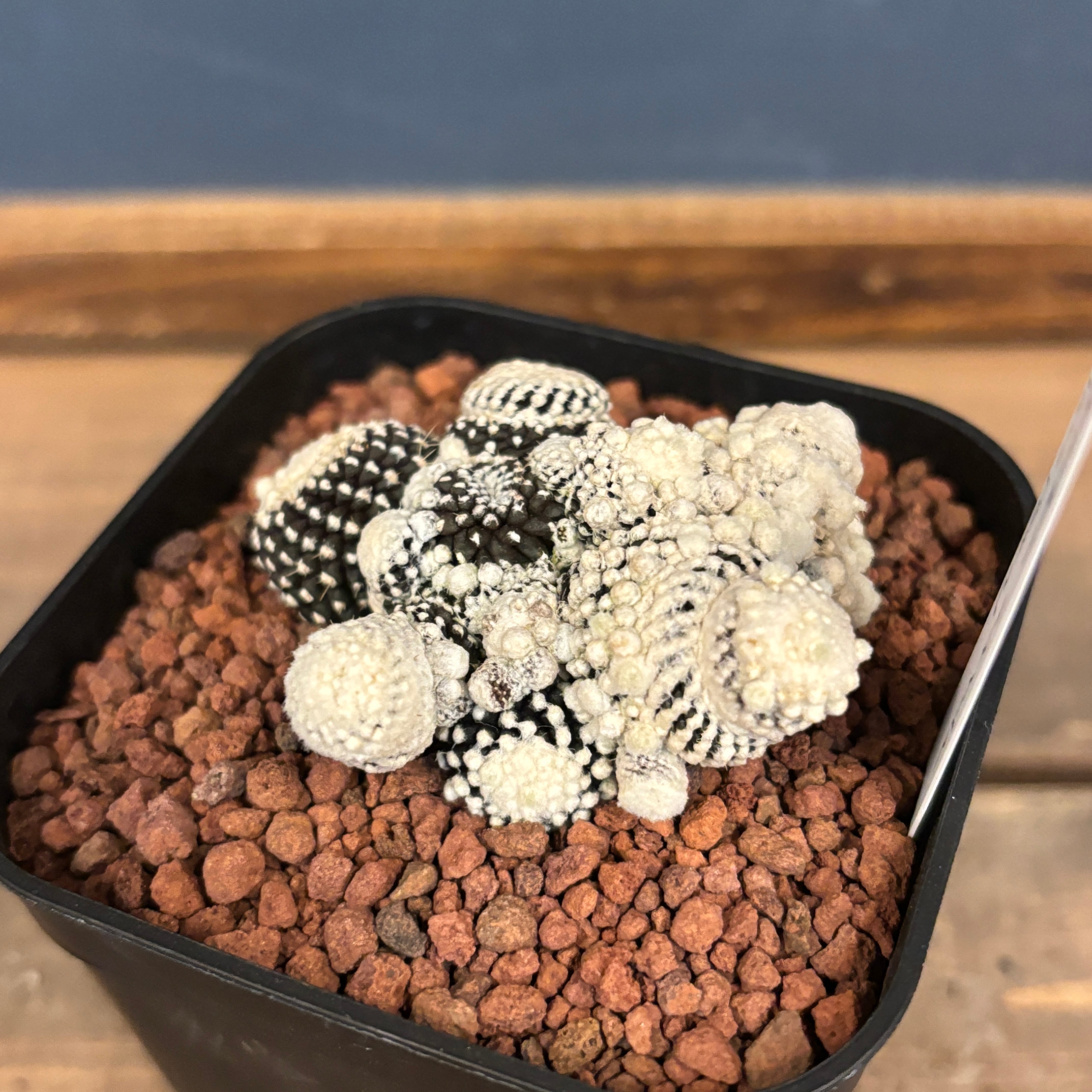 サボテン コピアポア テヌイシマ モンスト カキコ【682】 | PROTOLEAF