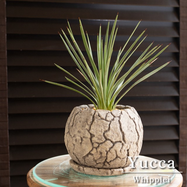 ユッカ ウィップレイ 南国 耐寒性常緑低木 陶器鉢 ロストラータ 地植えもできる人気の植物