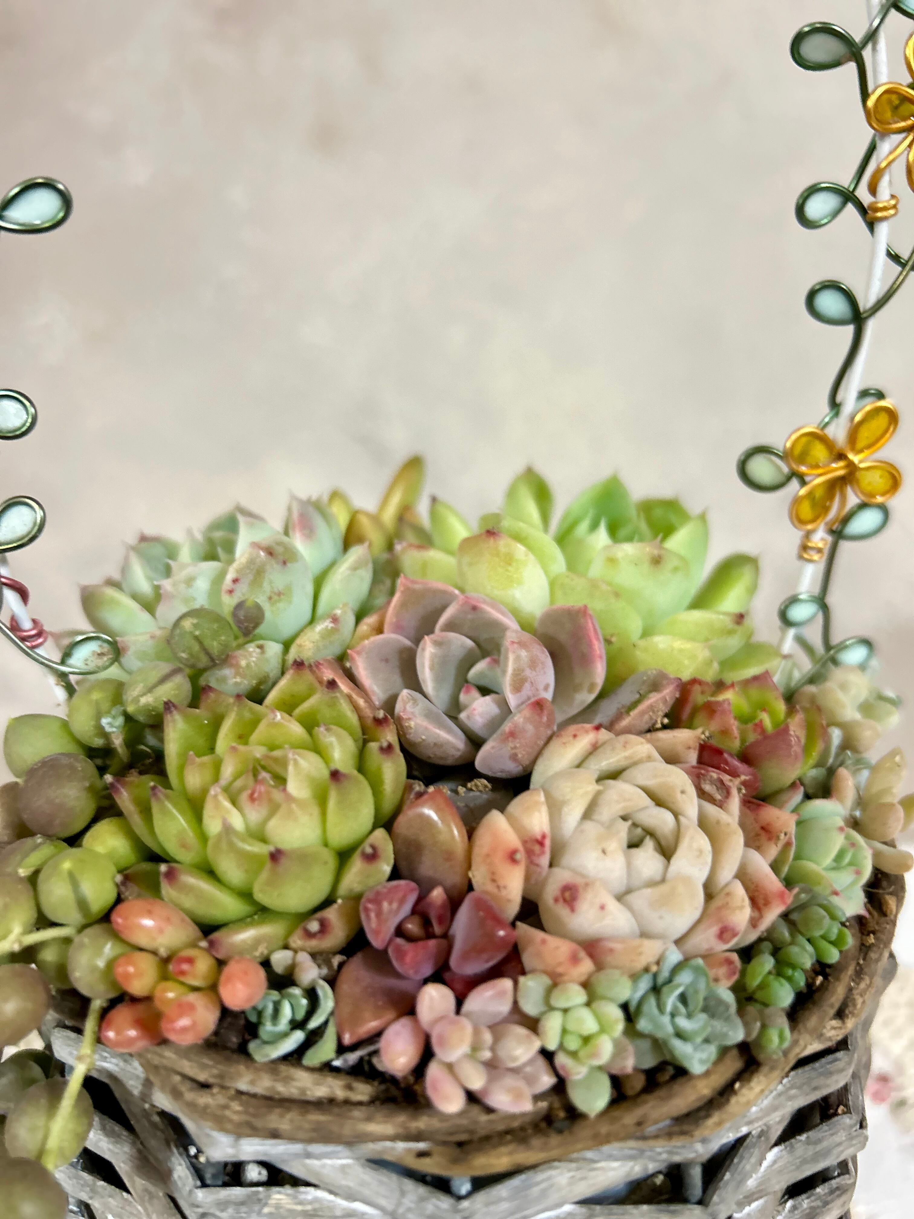 多肉植物寄せ植え(籠寄せ) | PAY ID