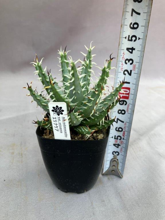 アロエ・エリナケア 2.5号 | 日本ライン花木センター