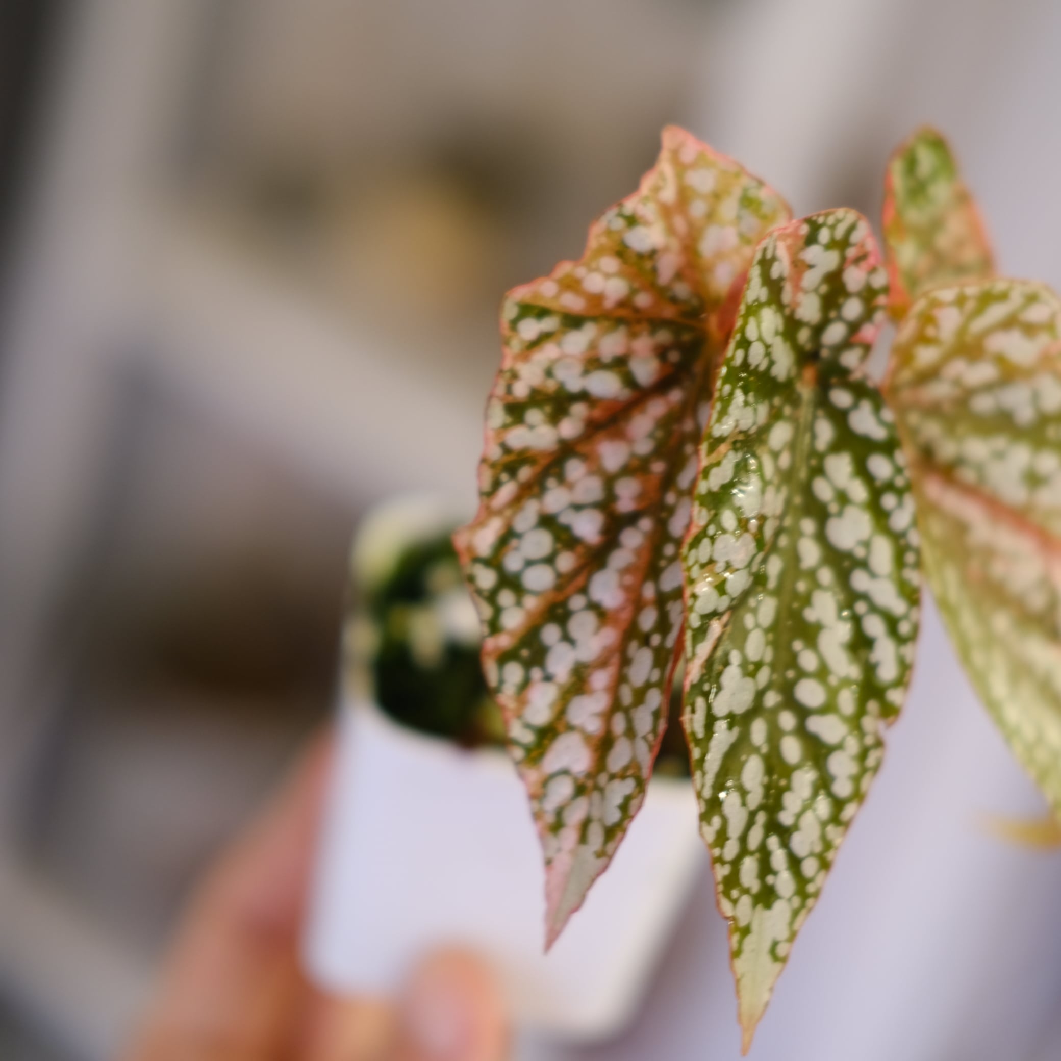 Begonia  Capped Variegata④｜ベゴニア Begonia Snow Capped Variegata｜ベゴニア スノーキャップド 斑入り