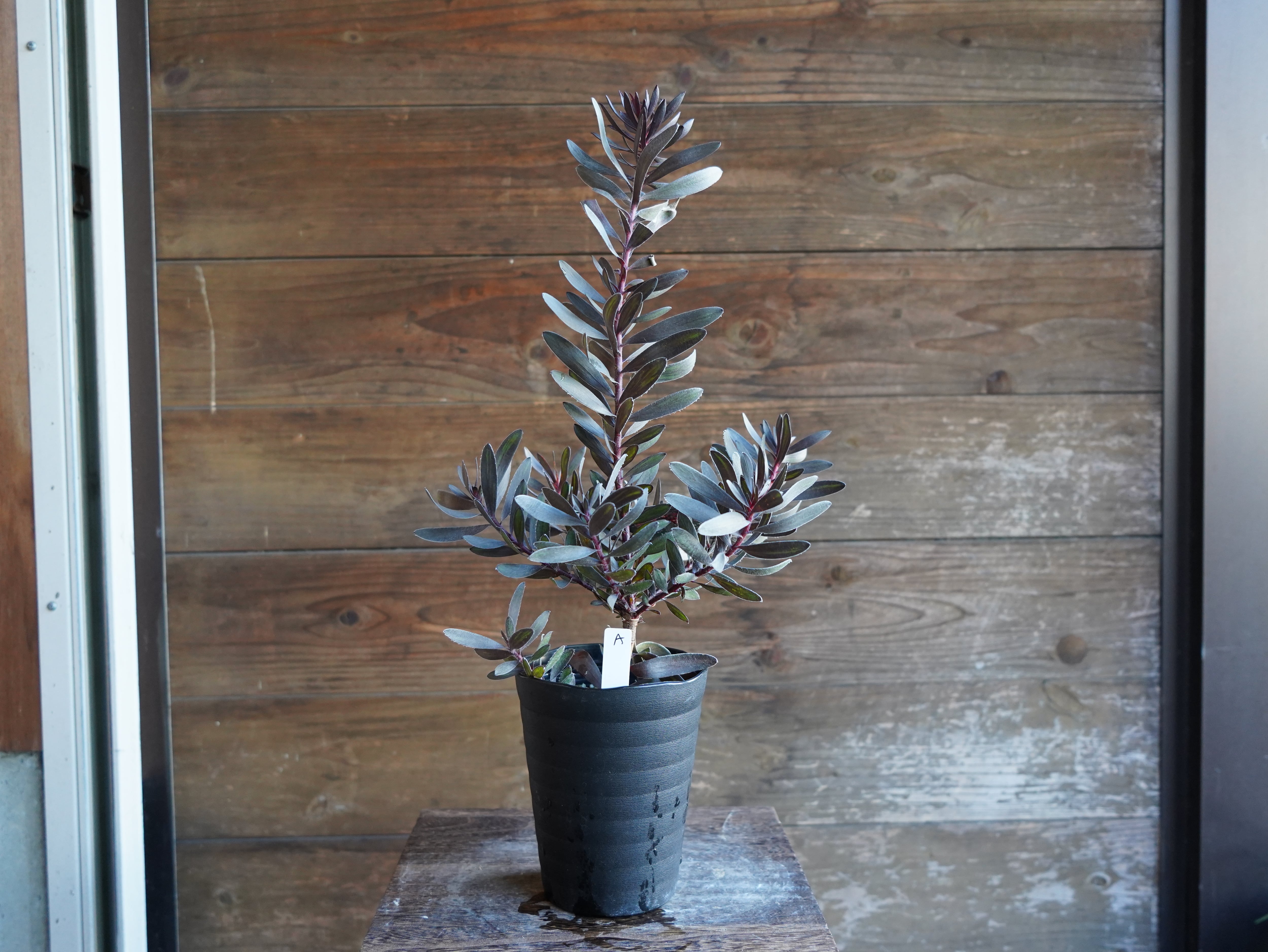 【現物】リューカデンドロン　”エボニー”　A