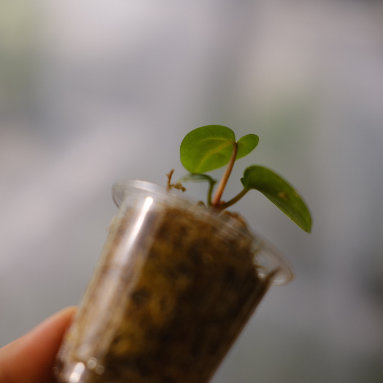 【実生】Anthurium Carlablackiae / アンスリウム カーラブラッキー⑤│観葉植物