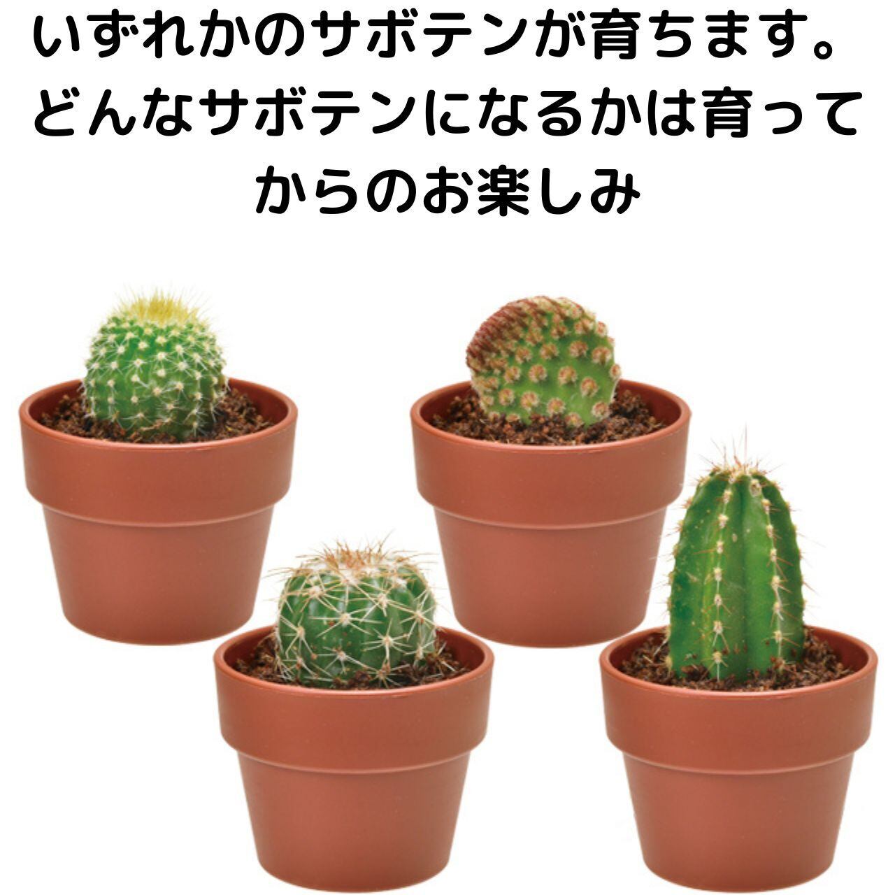 開けてからのお楽しみ！育てるカプセルサボテン栽培セット | 雑貨屋