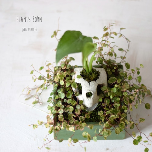 plants born (sea turtle) green box