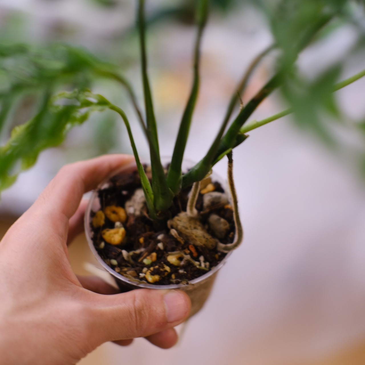 【実生】モンステラ オブリクア ペルー / Monstera Obliqua Peru⑦ / 観葉植物