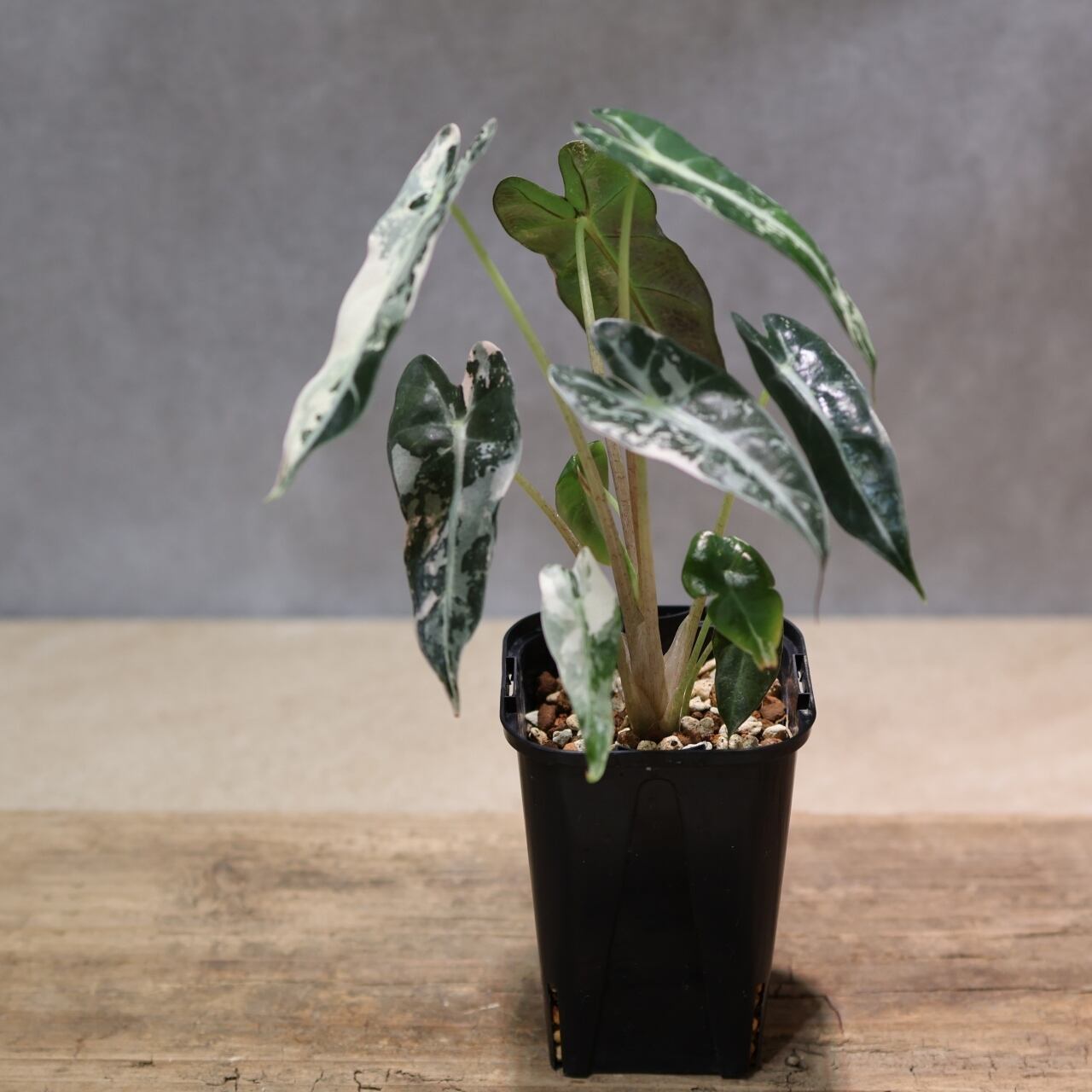 326 極彩の世界『アロカシア Alocasia bambino pink variegata』観葉