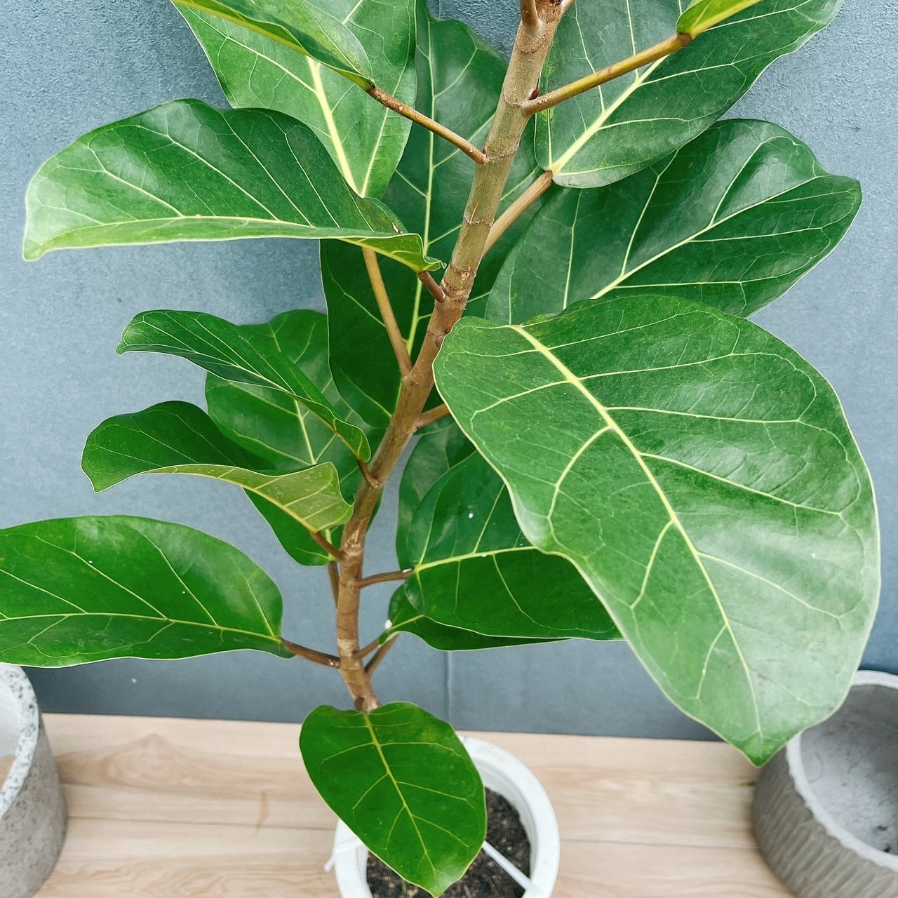 現品］【希少】21番 フィカス アフリカンプリンス 8号 観葉植物 室内