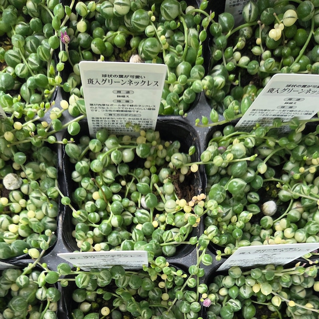 斑入りグリーンネックレス