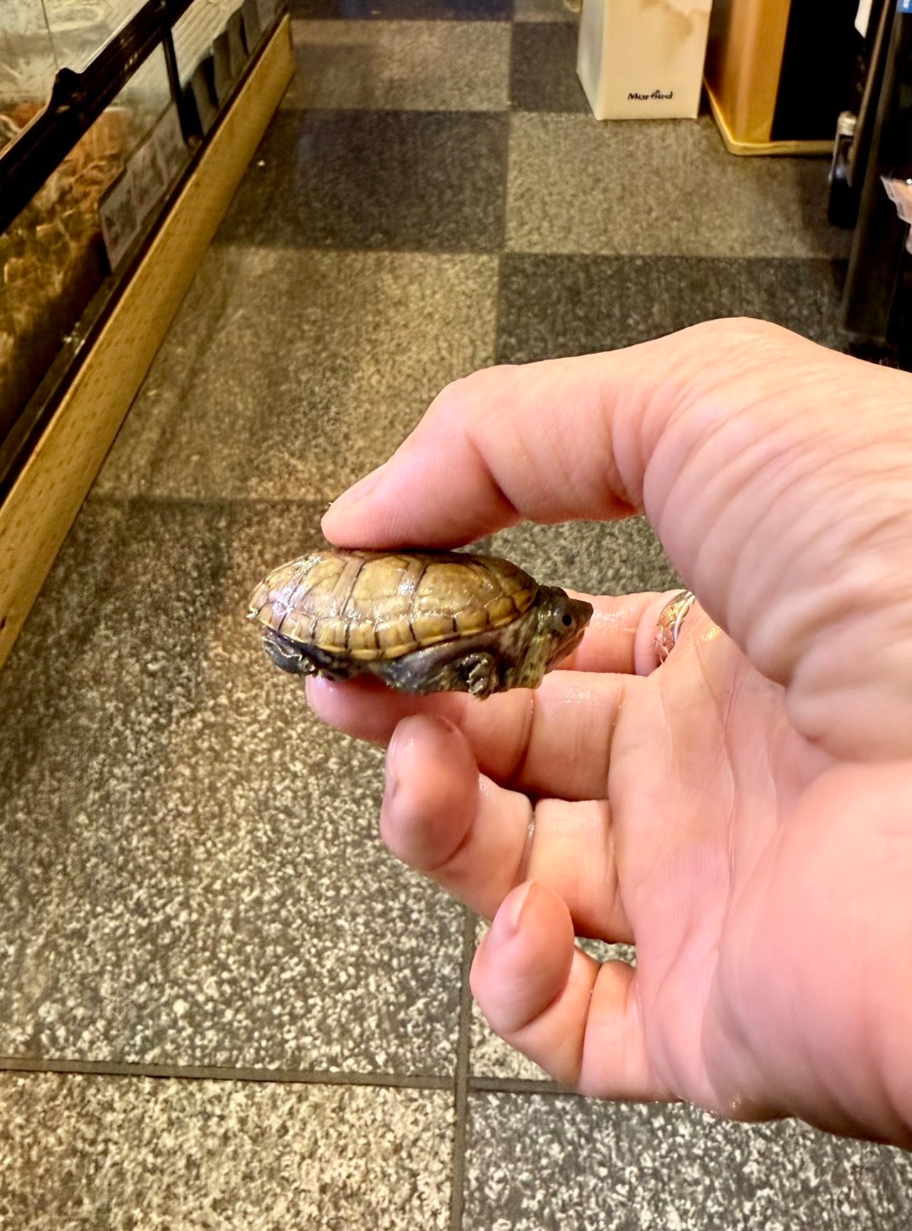 ハラガケガメ❺ - 2