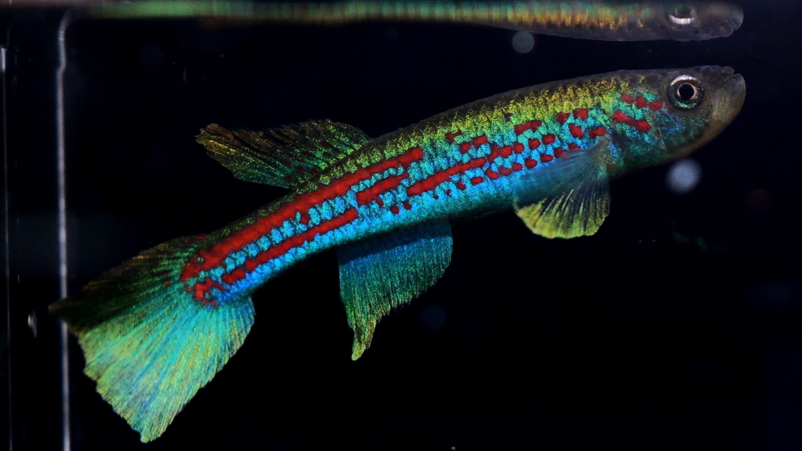 卵生メダカ beautifish25