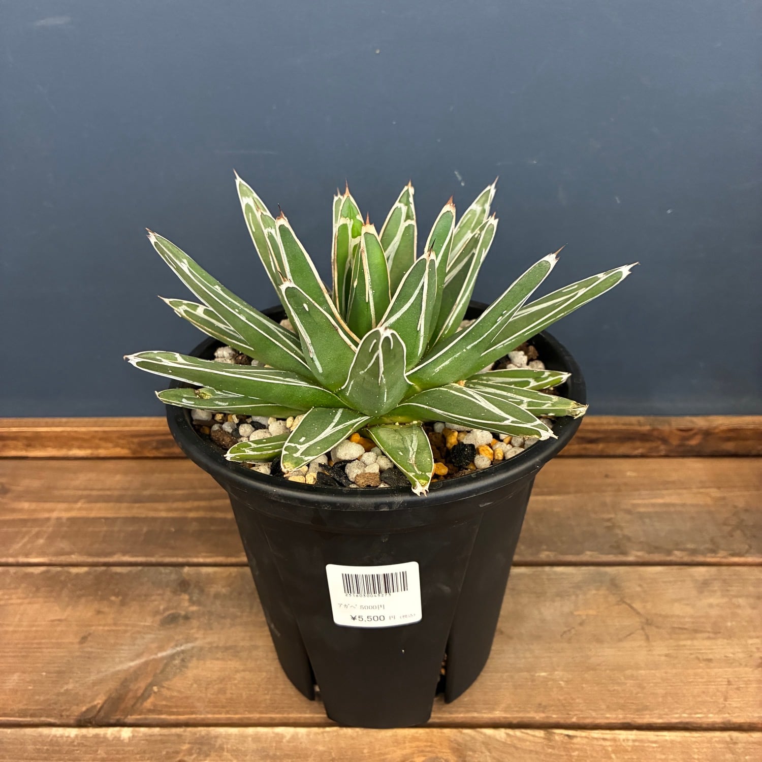 ビカクシダ Platycerium ellisii 板付け（コルク）【891】 | PROTOLEAF
