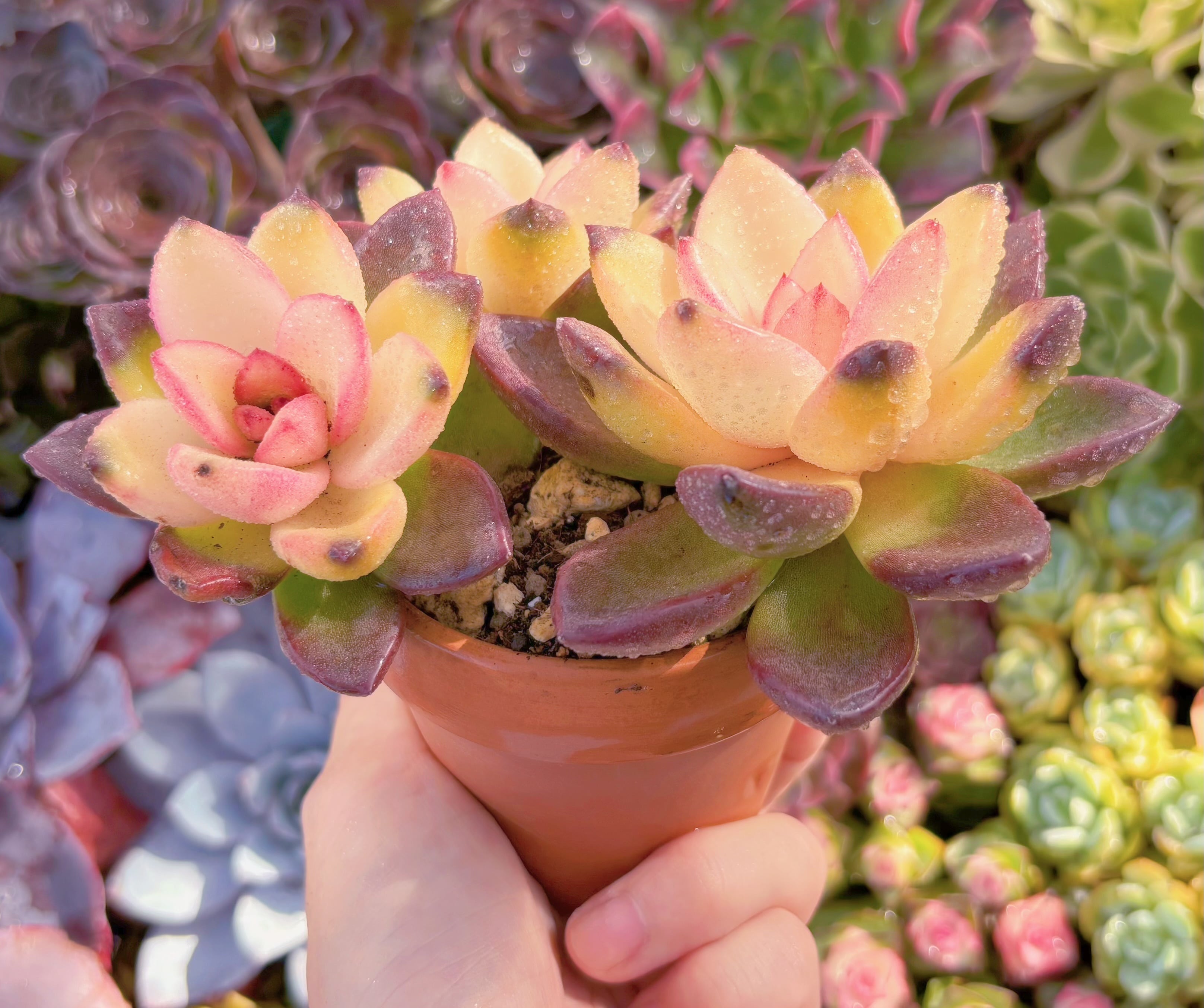 多肉植物 韓国苗 パインローズ錦 現品のみ 多肉植物 パインローズ錦 群生 新入荷 るる農園 | るる農園~多肉植物専門