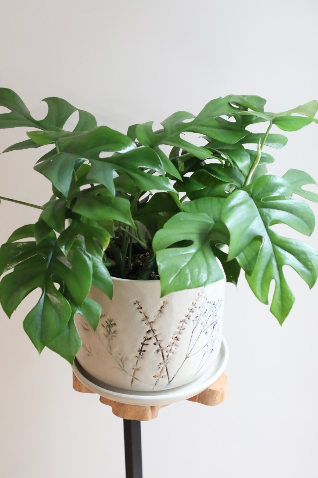 【M】ヒメモンステラ/Mini Monstera　※北欧陶器鉢付き