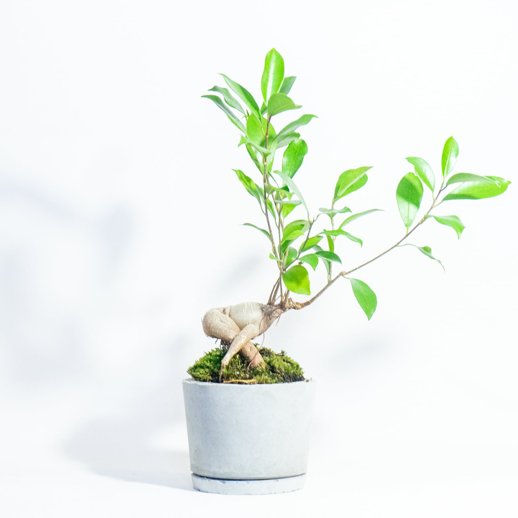 ＼送料無料／≪ 観葉植物 ≫室内管理もオッケーなガジュマルとフデ苔の鉢植え｜ざらっとした風合いの手づくりモルタル鉢