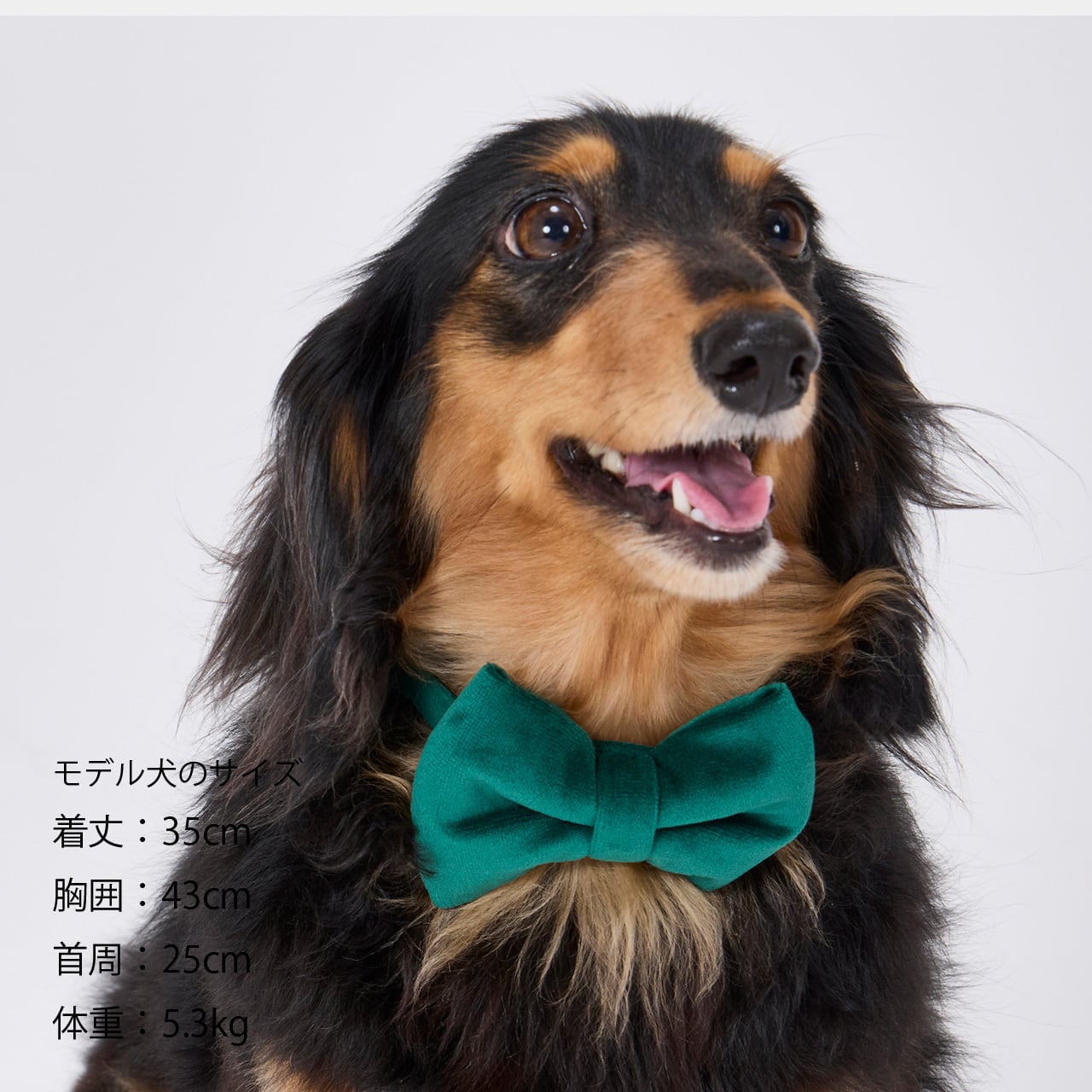 BOW-TIE ボウタイ BOW TIE ボウタイ - ピーコート