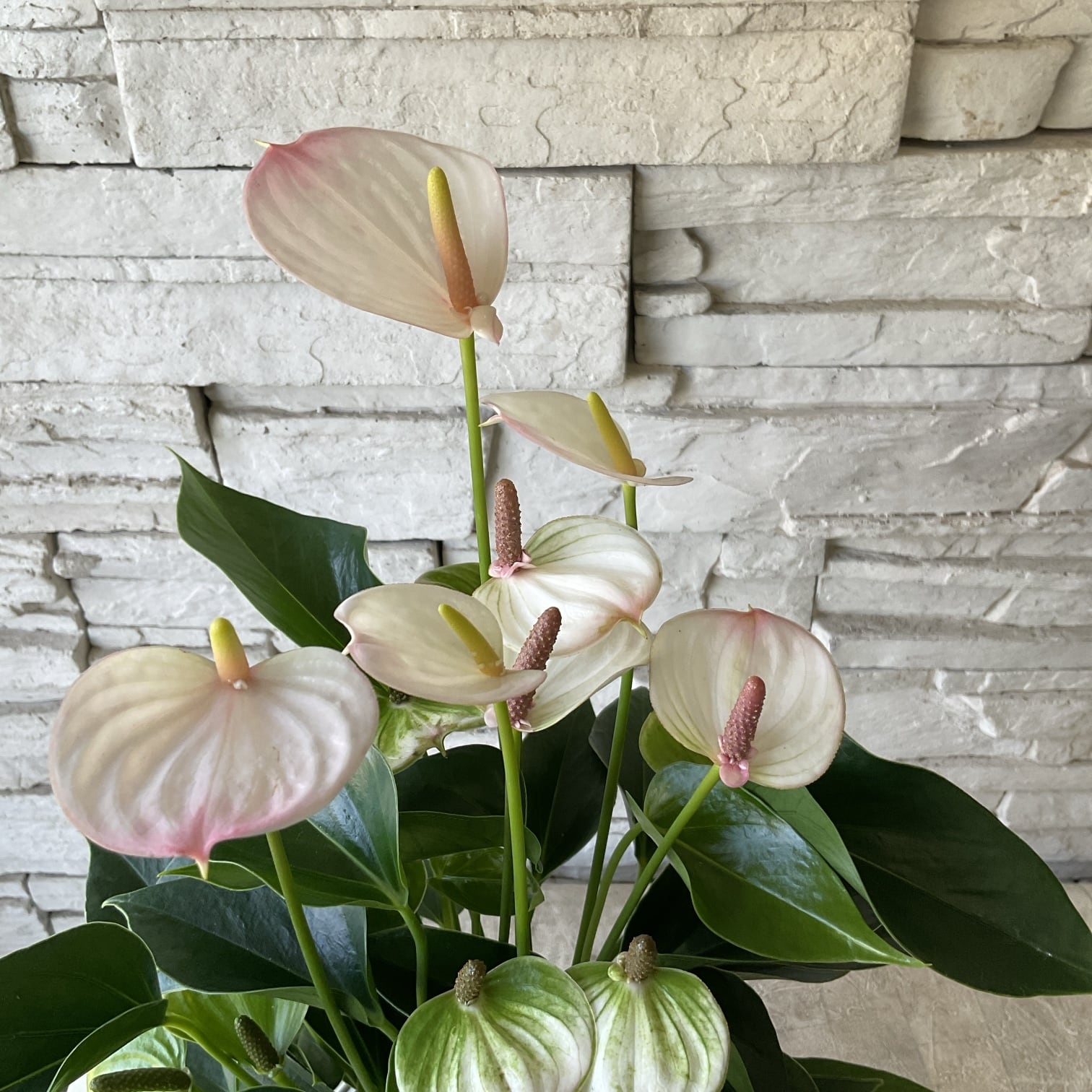 観葉植物】アンスリウム リパ ピンク ミニ | 橋本種苗園