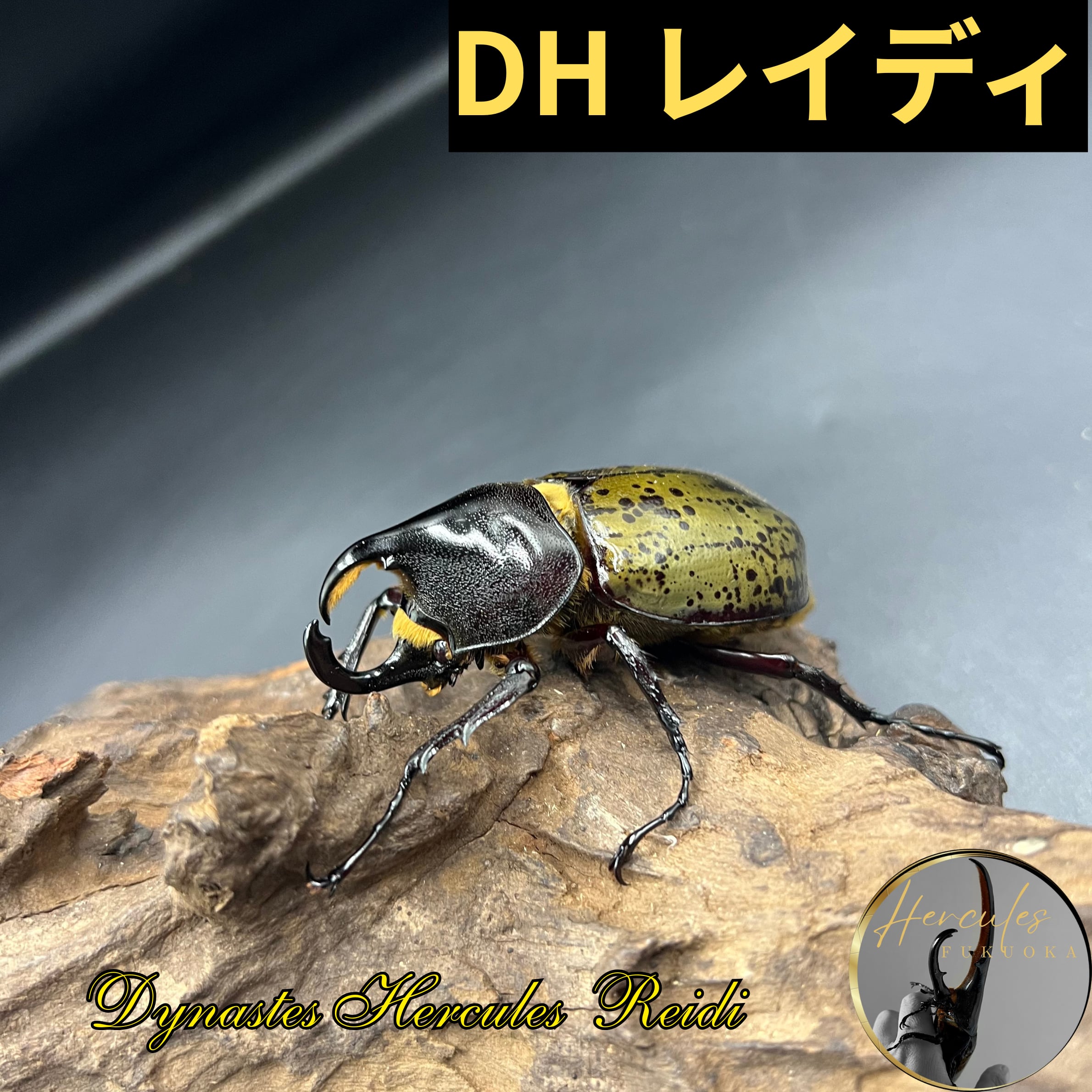 ヤマこっと】(6)セプテントリオナリス ♂116mm単品 【 BEKUWギネス