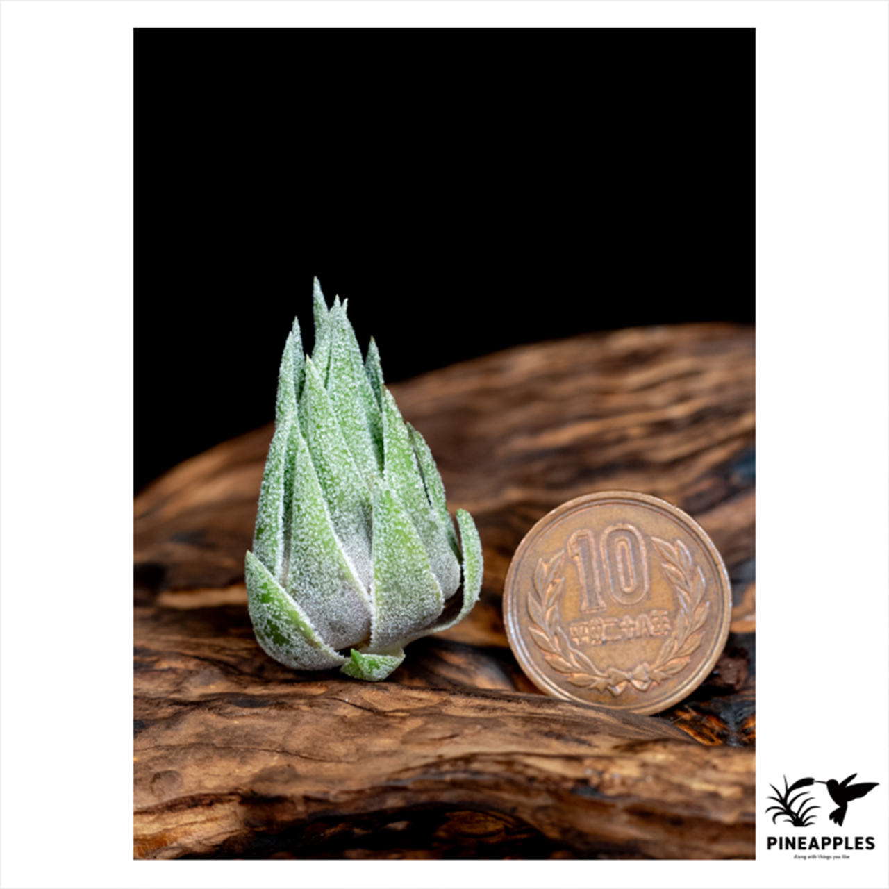 Tillandsia sprengeliana (HR6138) - 3