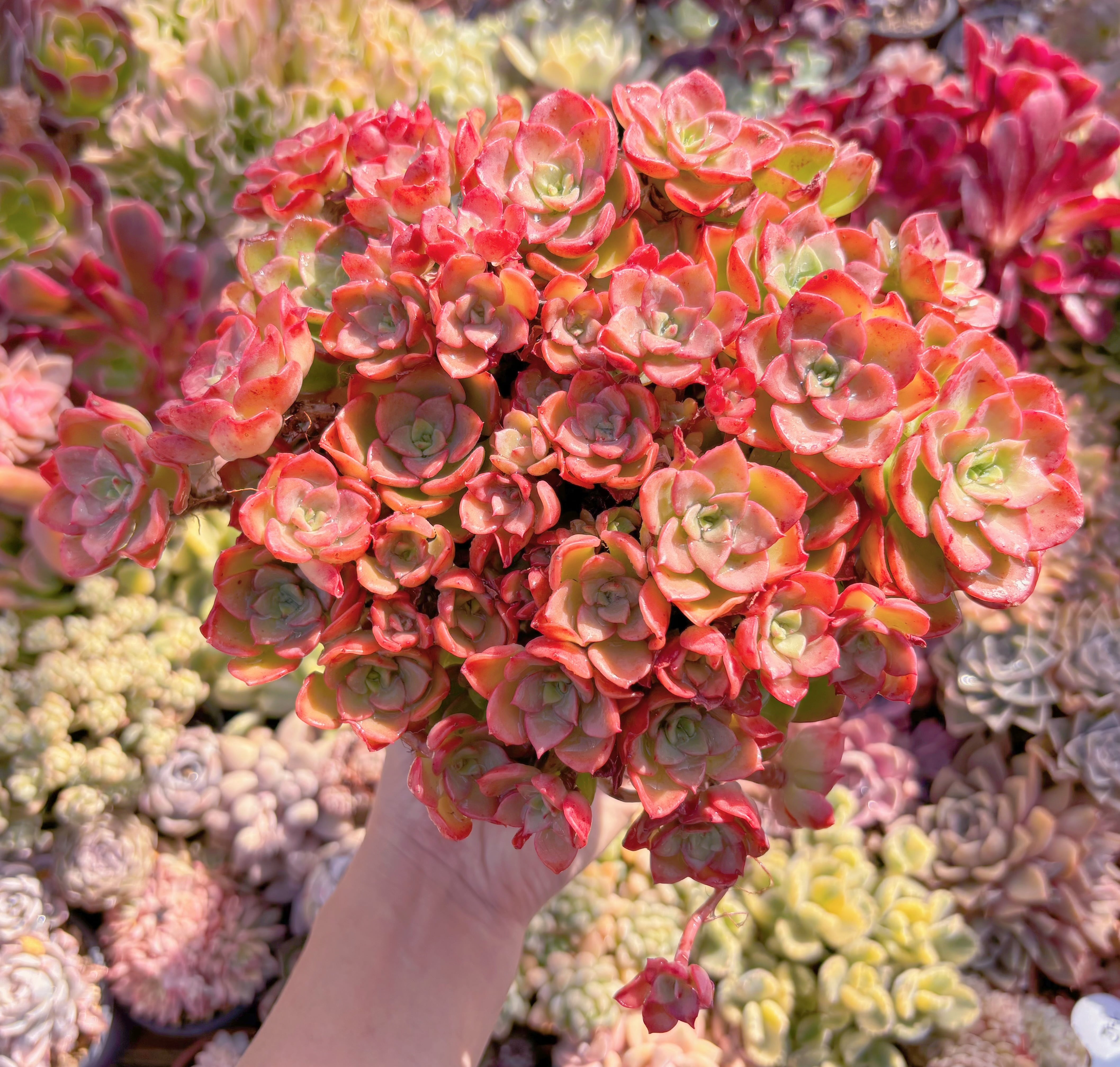 現品　ノーブル#653　特特大群生　新入荷　るる農園