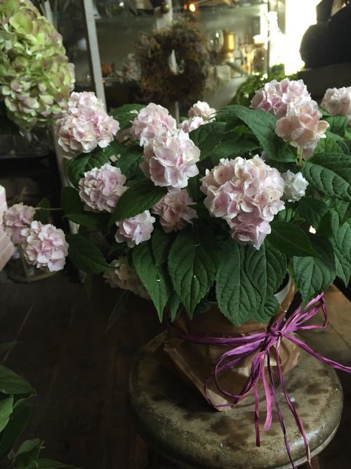 ５月はお母さんに花を贈ろう＊プチタプチselect紫陽花〜本州送料無料