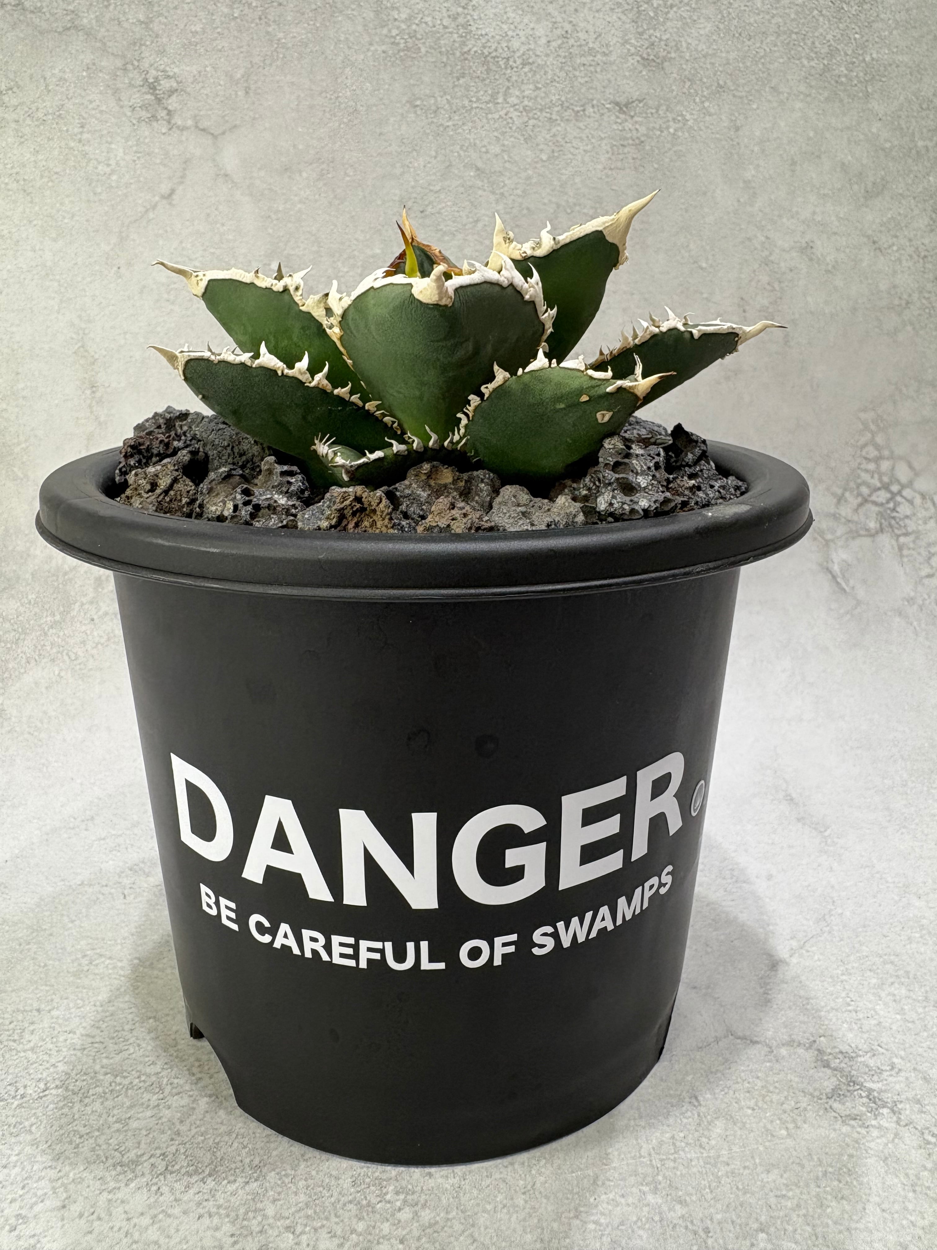 アガベ福袋（中身は見えている）計8株① アガベ福袋（中身は見えている）計8株① アガベの種福袋を