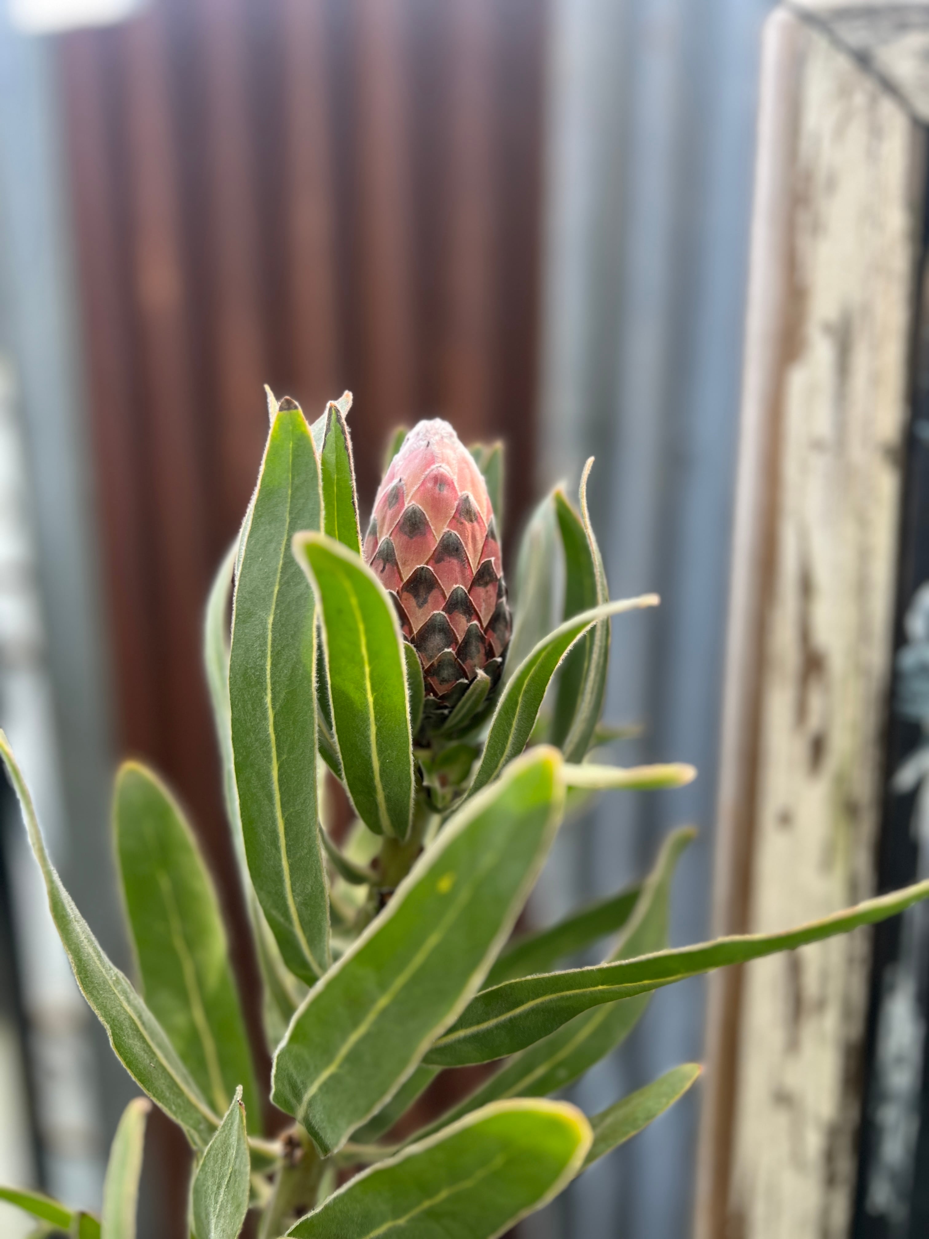 プロテア オーストラリスルビー 2F | 沼ノ上農園