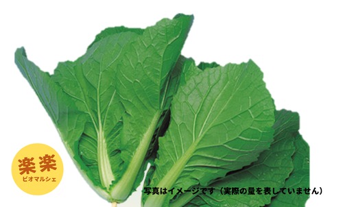 たばね白菜