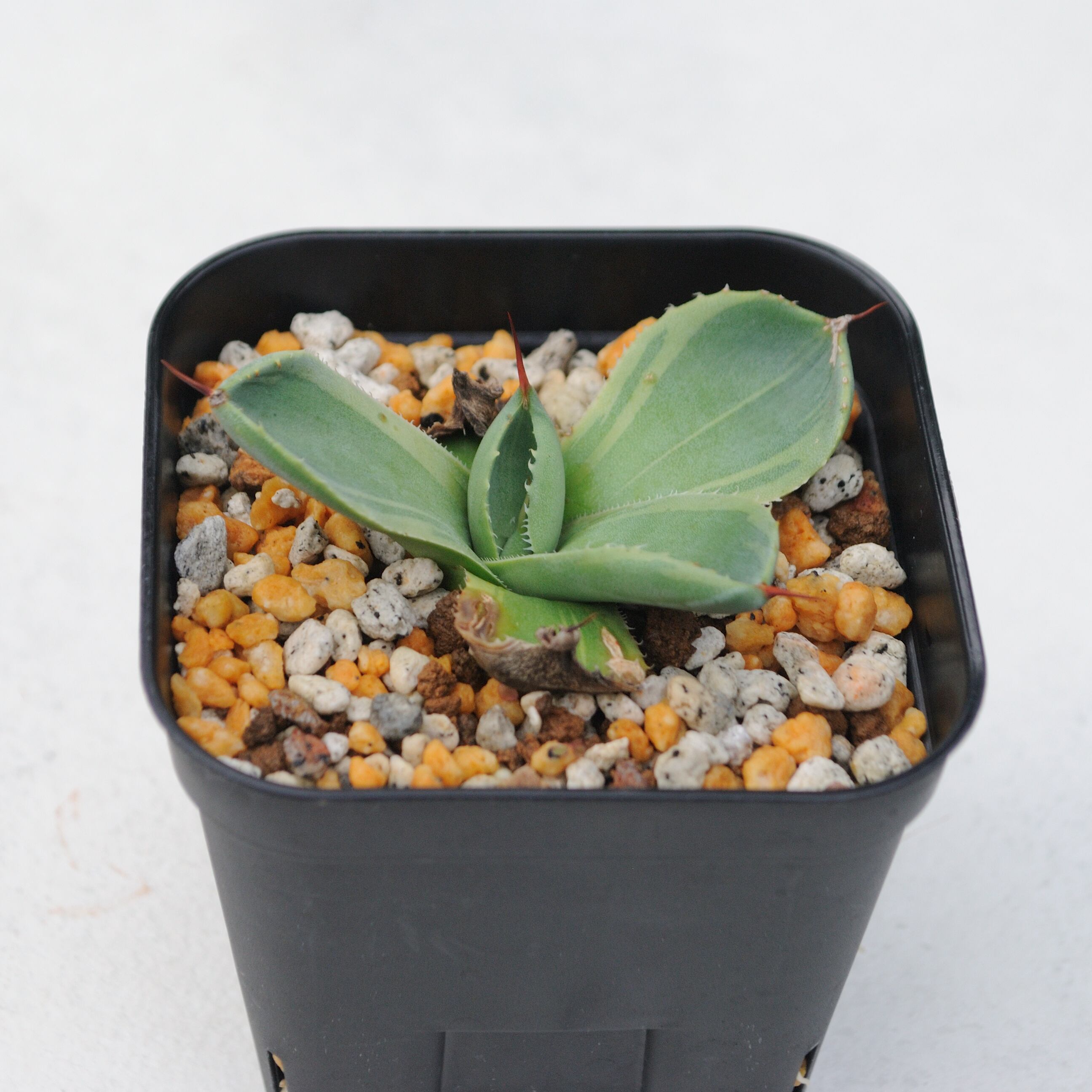 非売品 アガベ パリー ライムストリーク トランカータ 2株。 植物/観葉