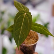 アンスリウム・ミシェル × エースオブスペード / Anthurium 'Michelle'× A. Ace of Spade⑤│観葉植物